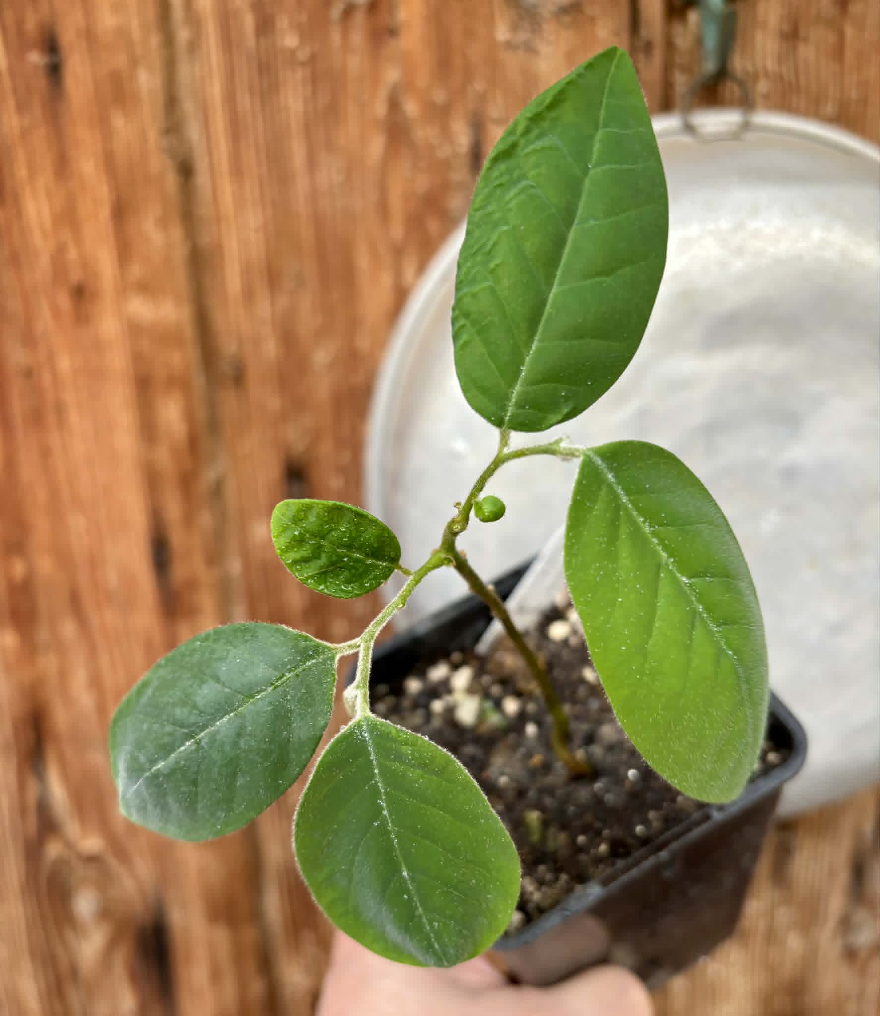Annona sylvatica - 1 potted plant / 1 getopfte Pflanze