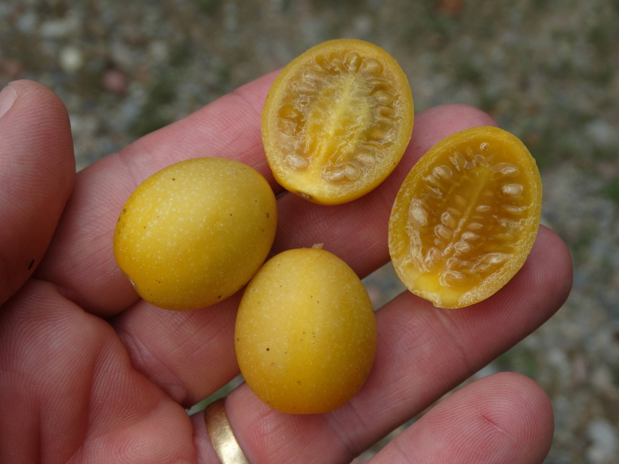 Solanum pelagicum - 1 fresh seed / 1 frischer Samen