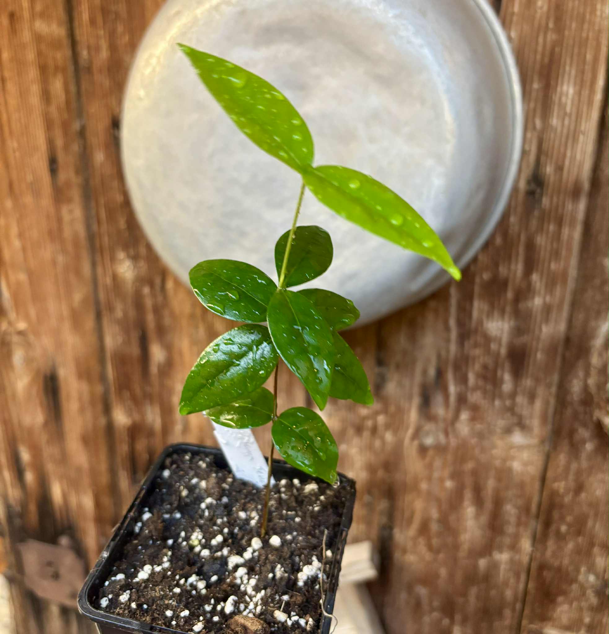 Eugenia uniflora var. Teneriffa  - 1 small potted seedling / 1 kleiner, getopfter Sämling