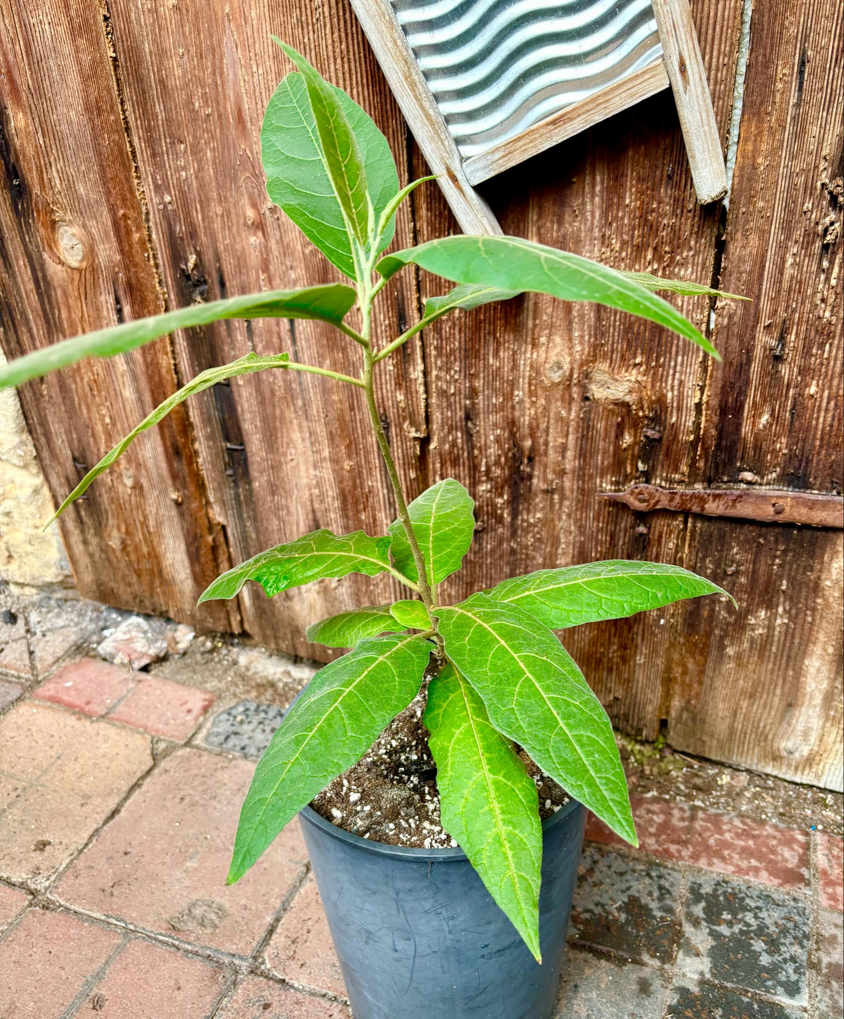 Solanum sp. Mata Escura - 1 potted plant / 1 getopfte Pflanze