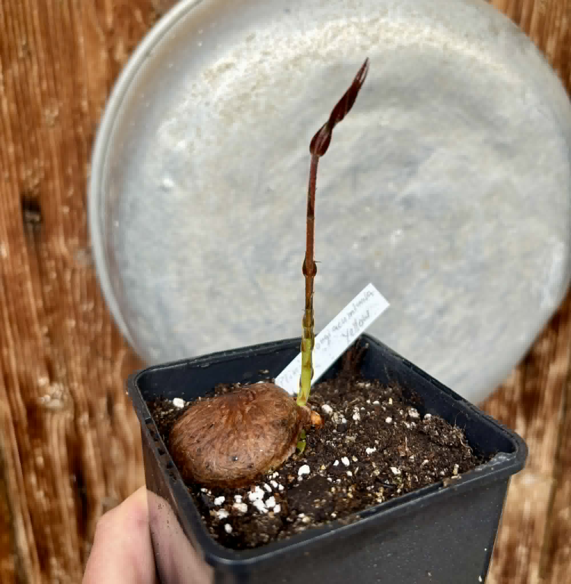 Plinia longiacuminata YELLOW -  1 potted seedling / 1 getopfter Sämling