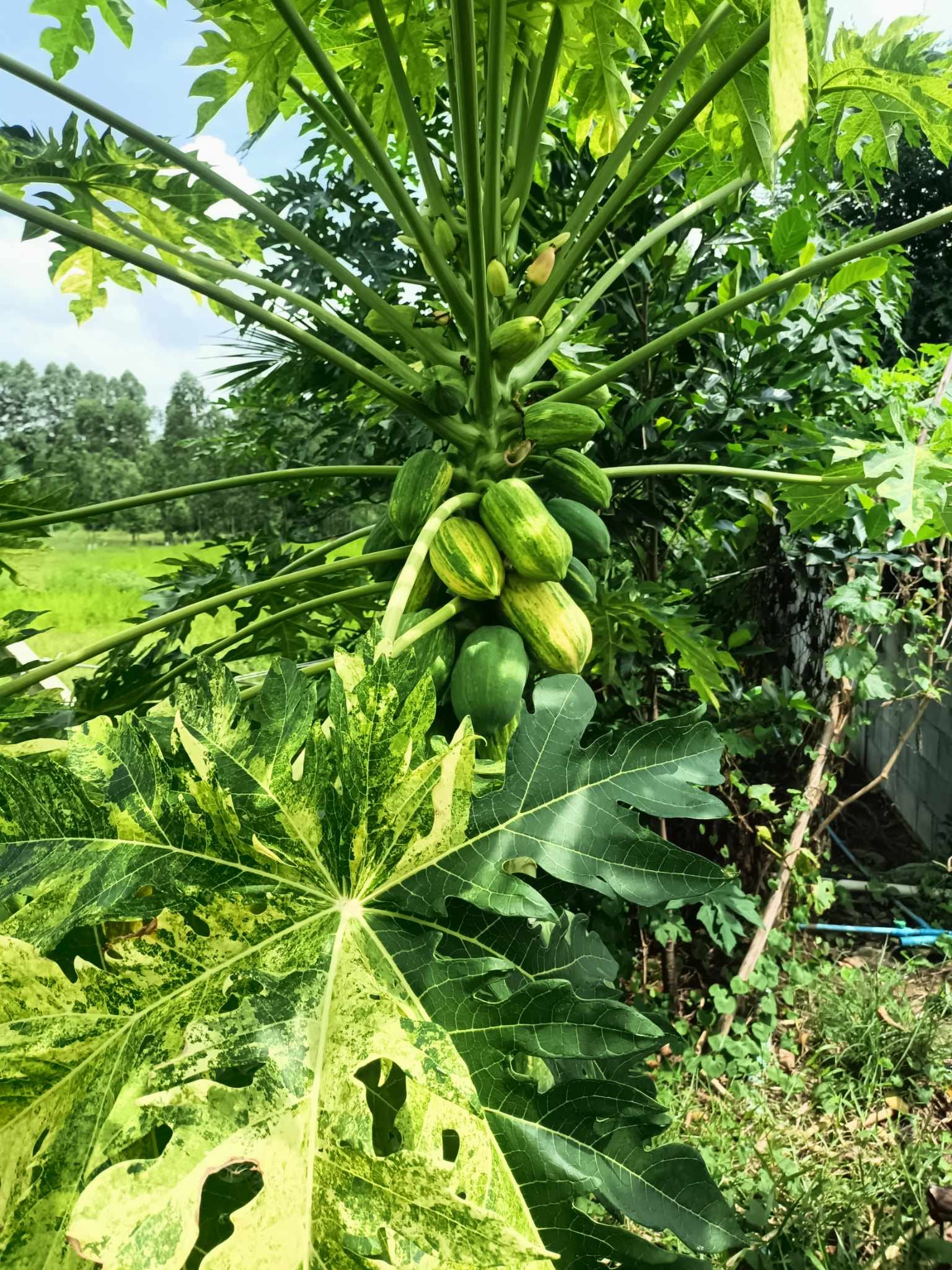 Variegated Papaya (Carica papaya) - 1 fresh seed / 1 frischer Samen