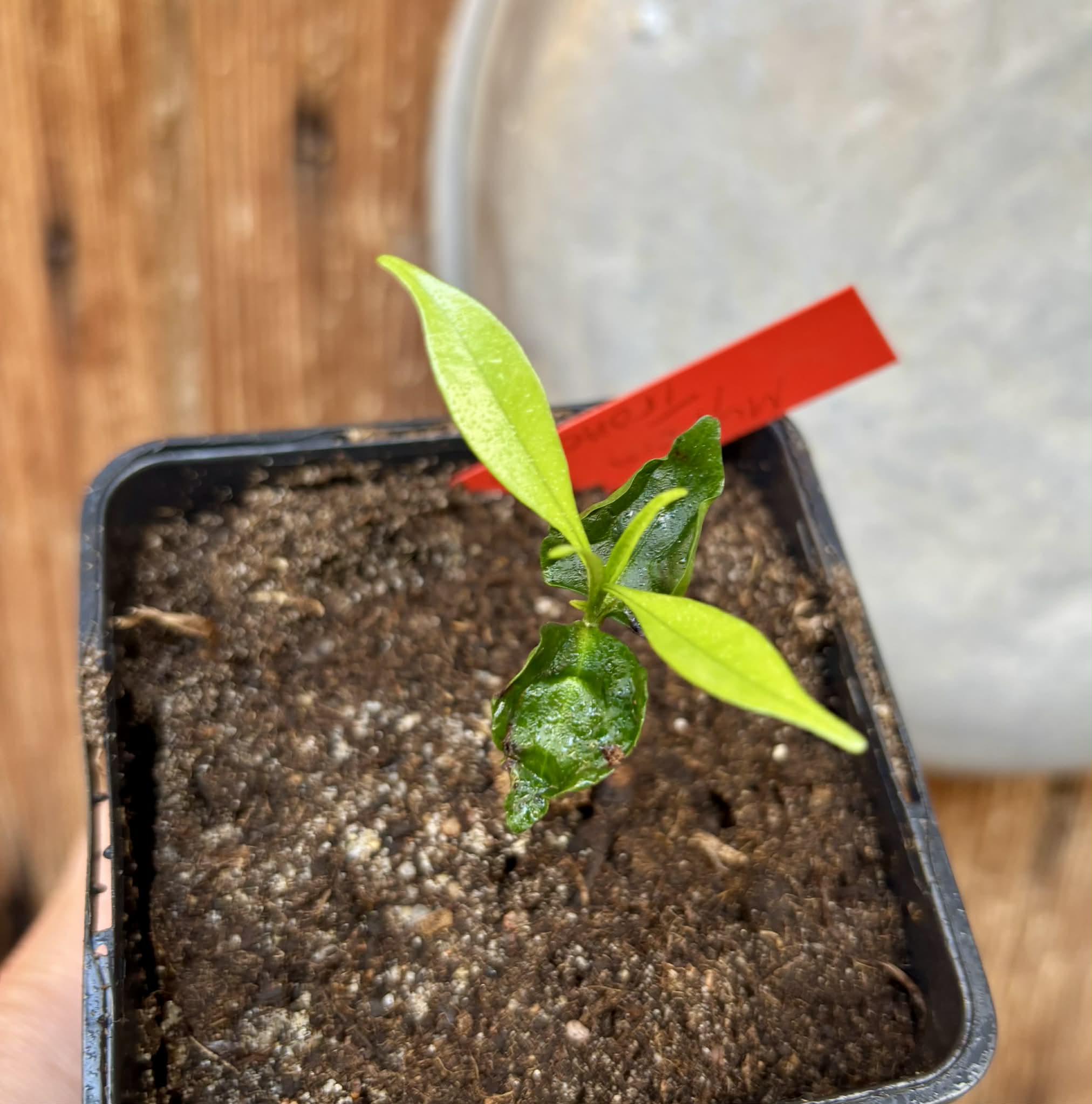 Myrcia sp Trancoso -  1 potted seedling / 1 getopfter Sämling