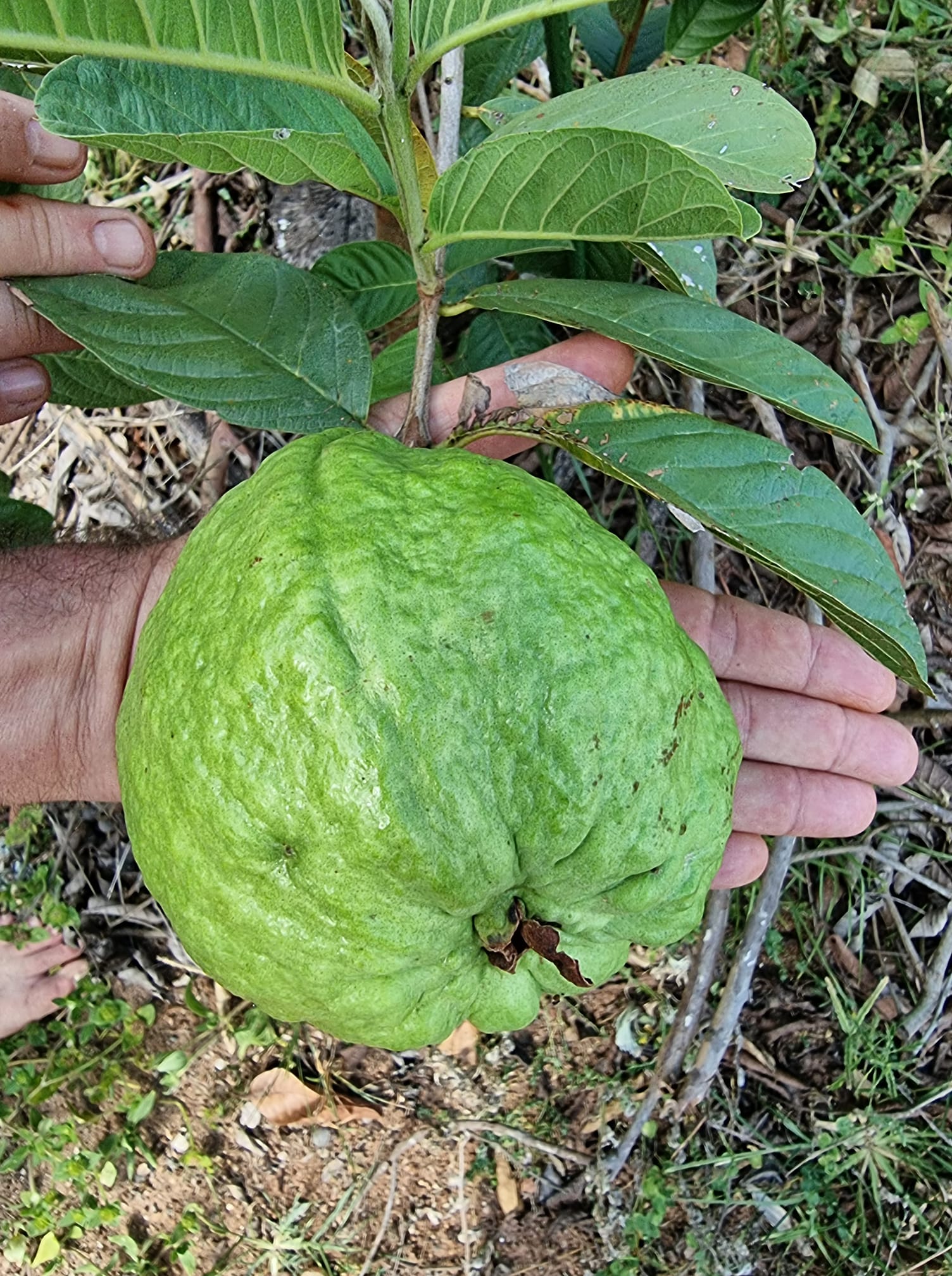 Giant White Thai Guava - semi seedless (Psidium guajava)  - 1 potted plant / 1 getopfte Pflanze