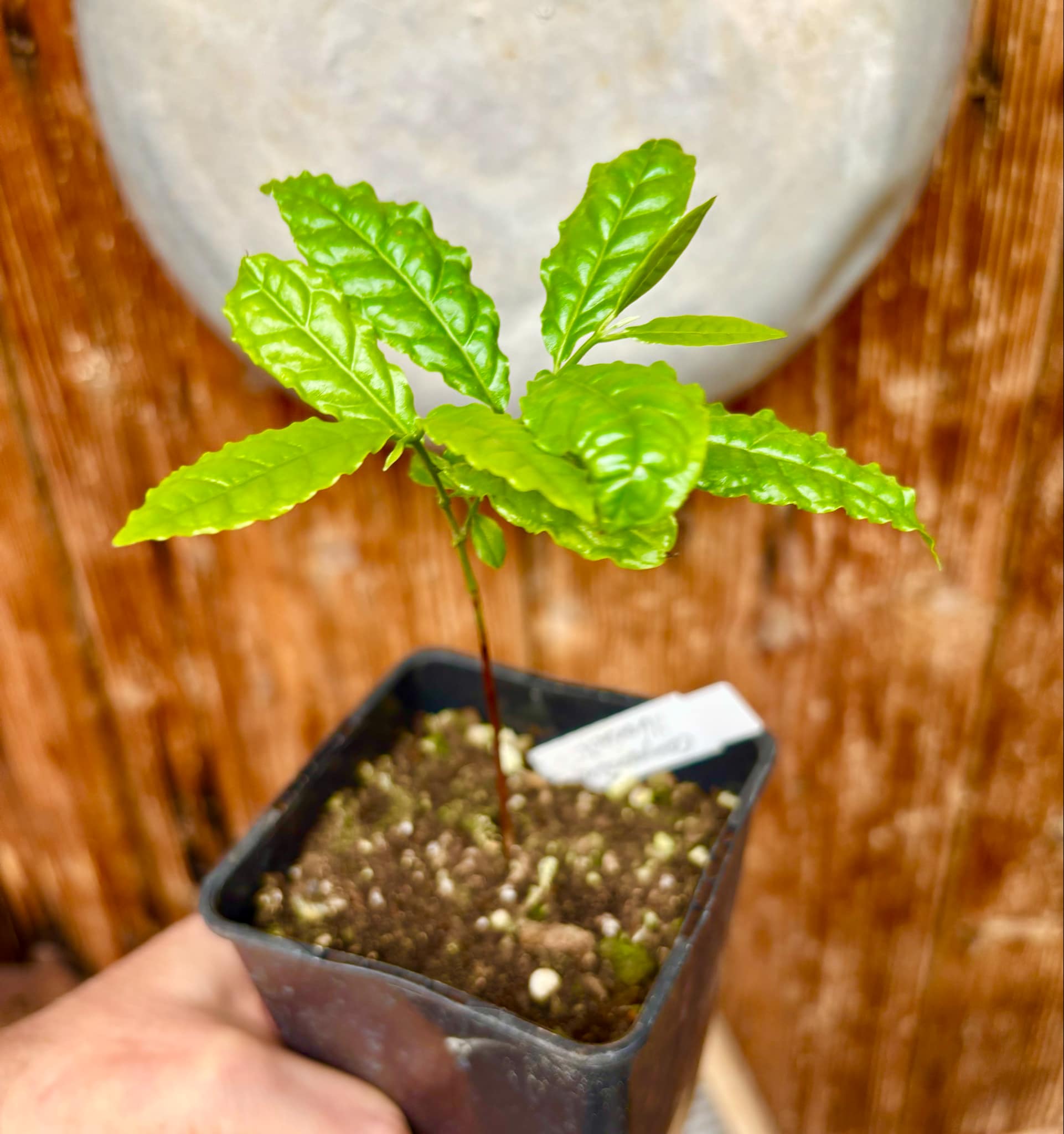 Campomanesia ilhoensis - Guabiroba do Nordeste 1 potted plant / 1 getopfte Pflanze