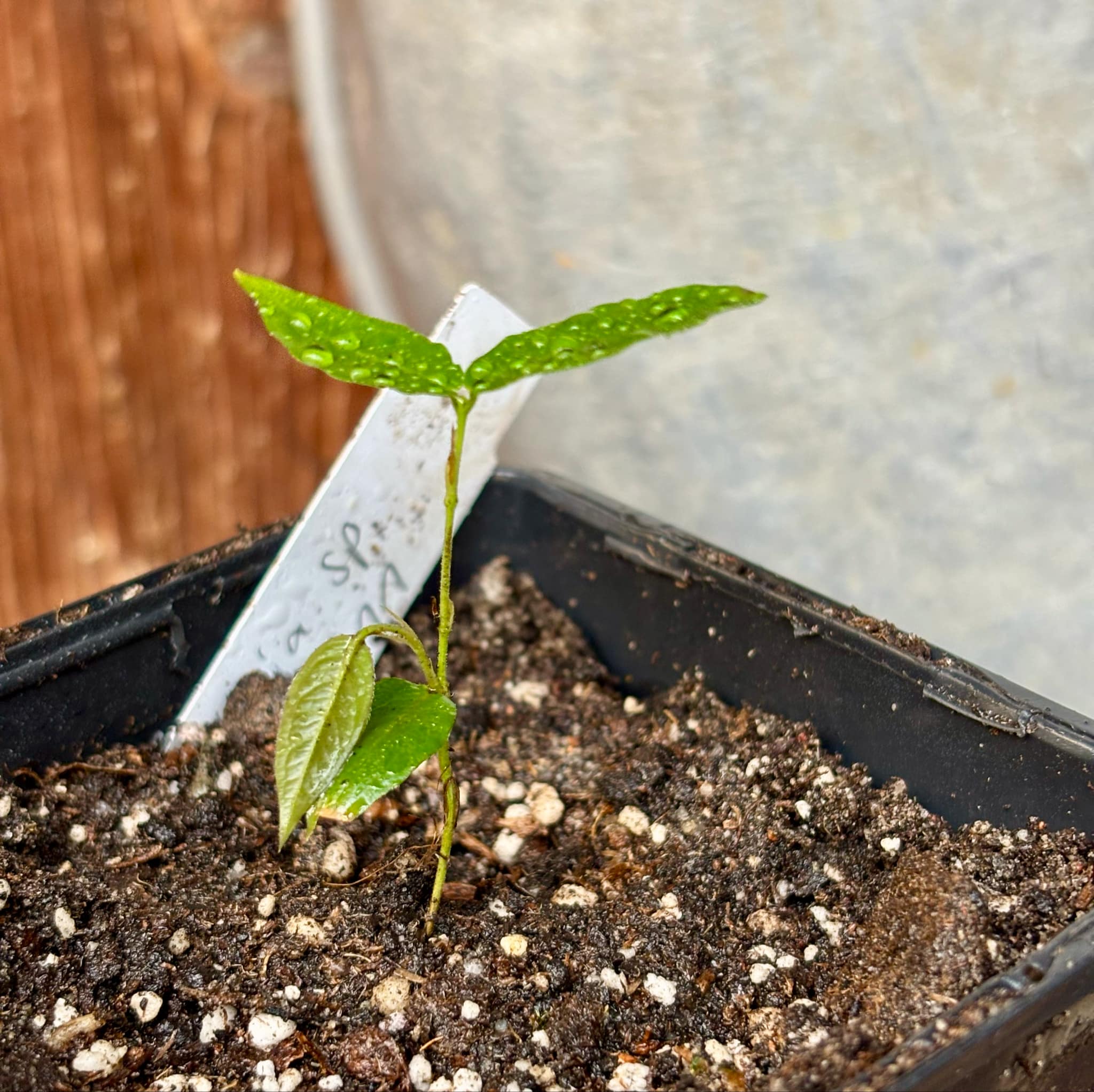 Plinia sp T11 - Red Hybrid x Phitrantha Rosa - 1 small potted seedling / 1 kleiner, getopfter Sämling Plinia sp T11 - Red Hybrid x Phitrantha Rosa - 1 small potted seedling / 1 kleiner, getopfter Sämling
