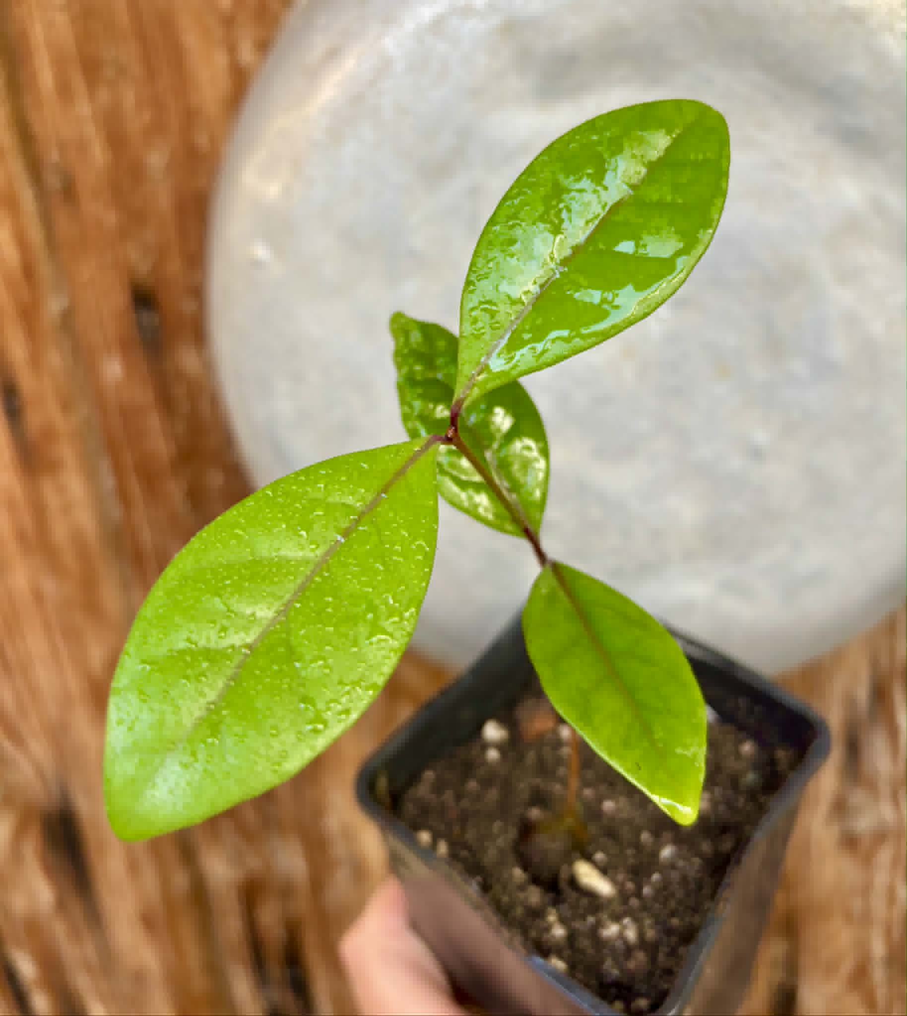 Eugenia rotundifolia var. Maruim - 1 potted seedling / 1 getopfter Sämling