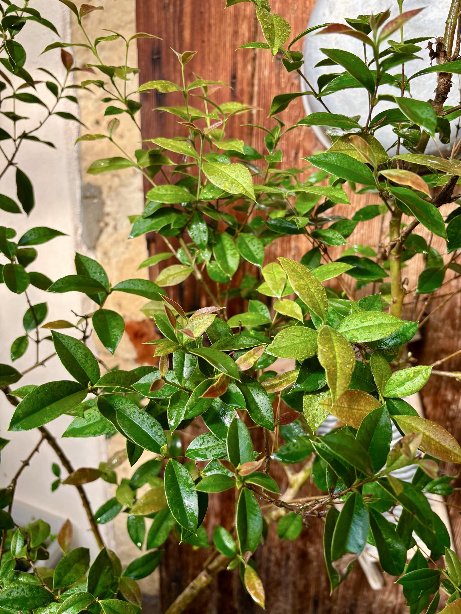 9 years old - Guabiju (Myrcianthes pungens) - 1 potted plant / 1 getopfte Pflanze