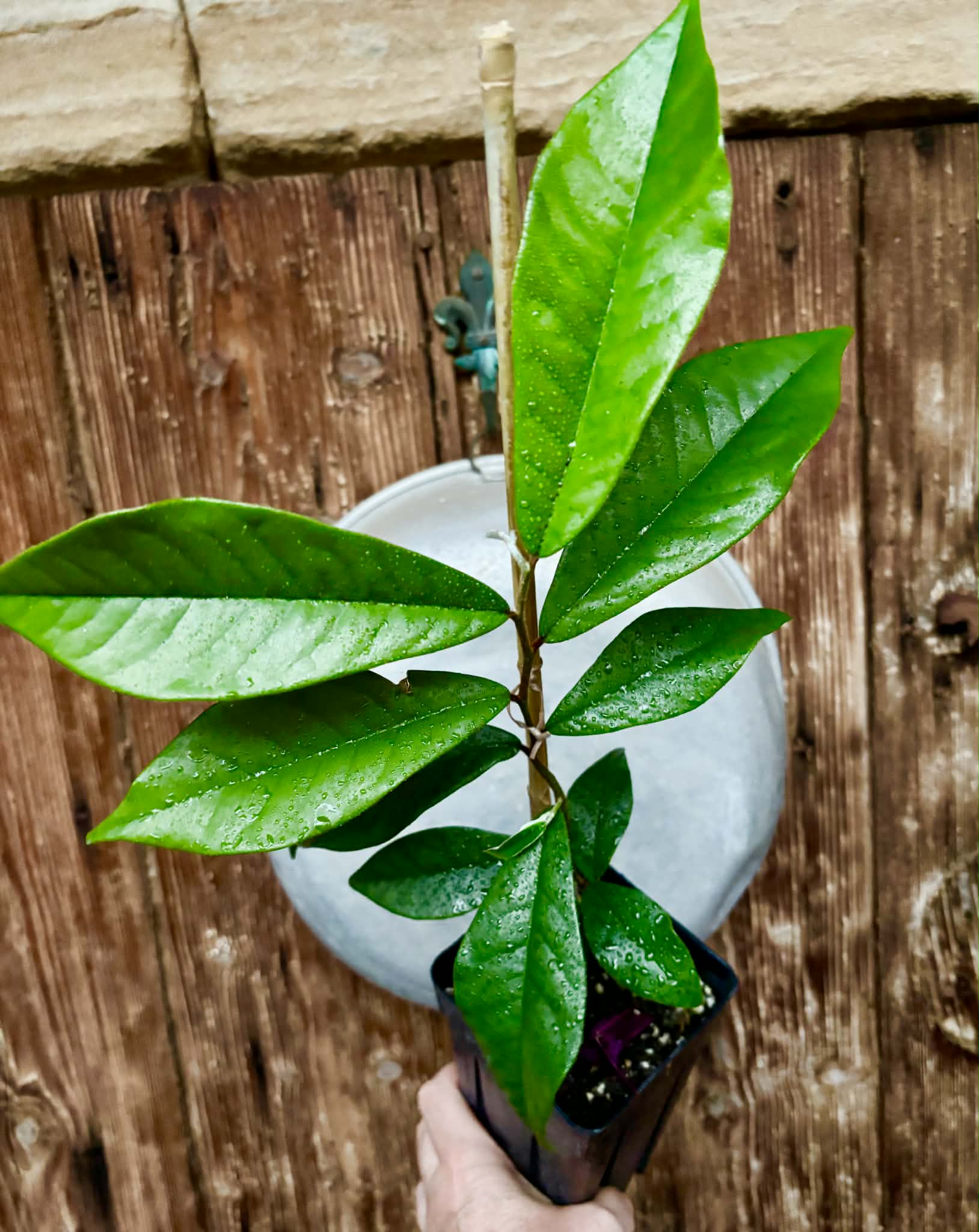Chrysophyllum januariense  -  1 potted seedling / 1 getopfter Sämling