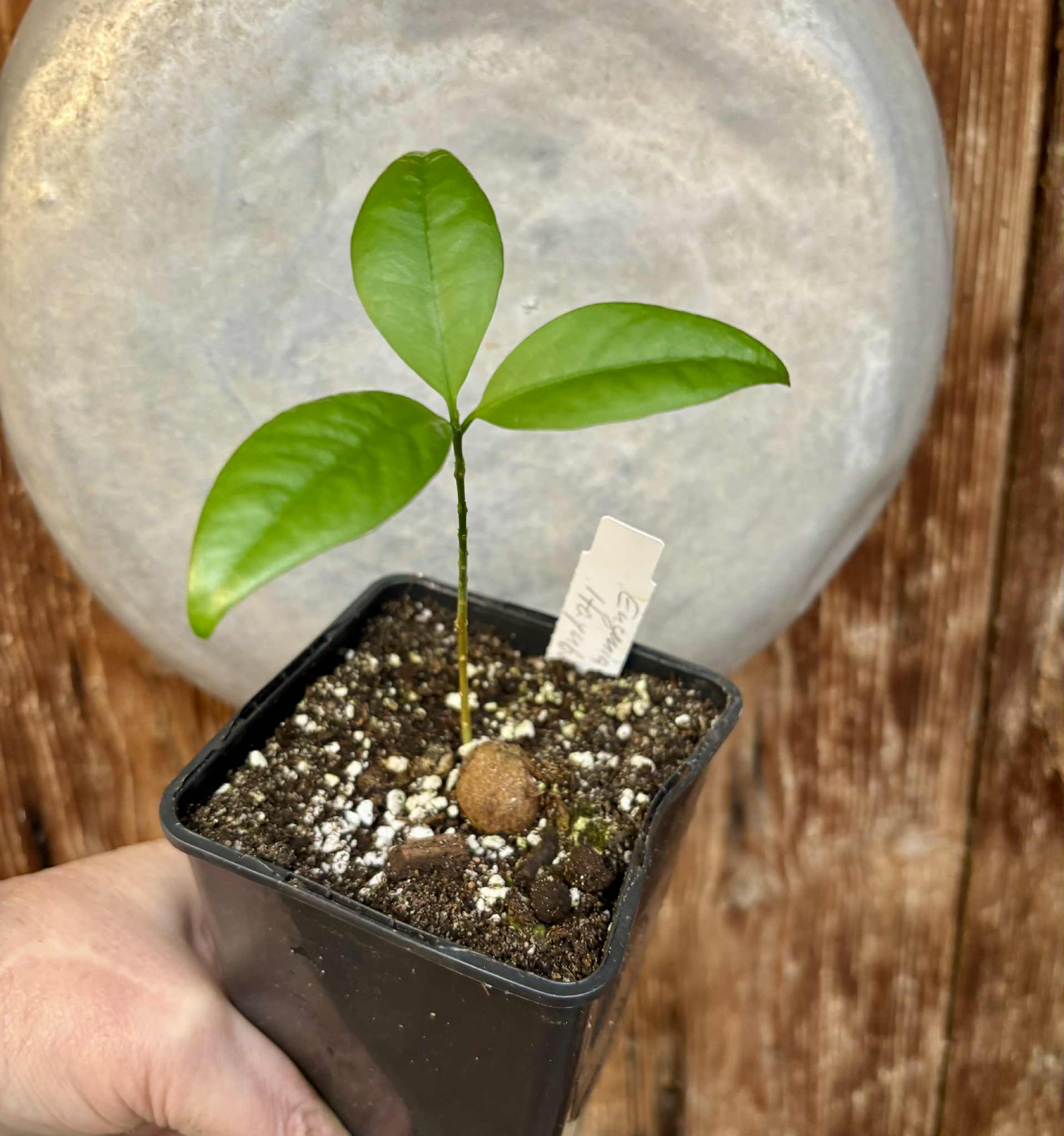 Eugenia sp Itayuba - 1 potted seedling / 1 getopfter Sämling