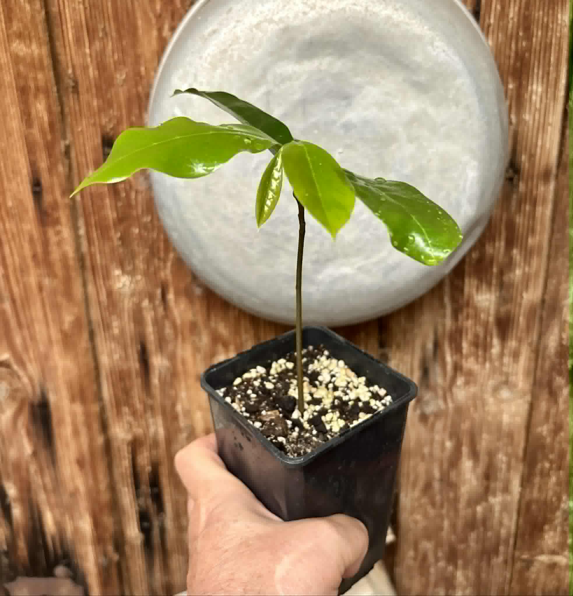 Annona muricata - Soursop / Stachelannone - 1 potted seedling / 1 getopfter Sämling