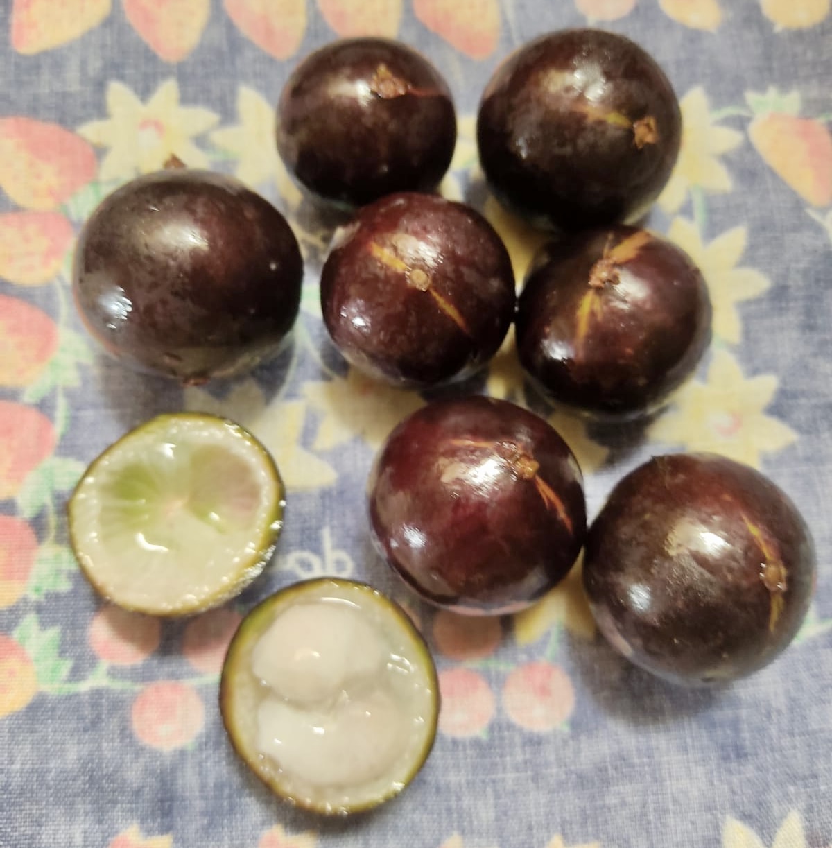 Collection of 5 new Jaboticaba -  5 different potted Plinia / 5 verschiedene, getopfte Plinia