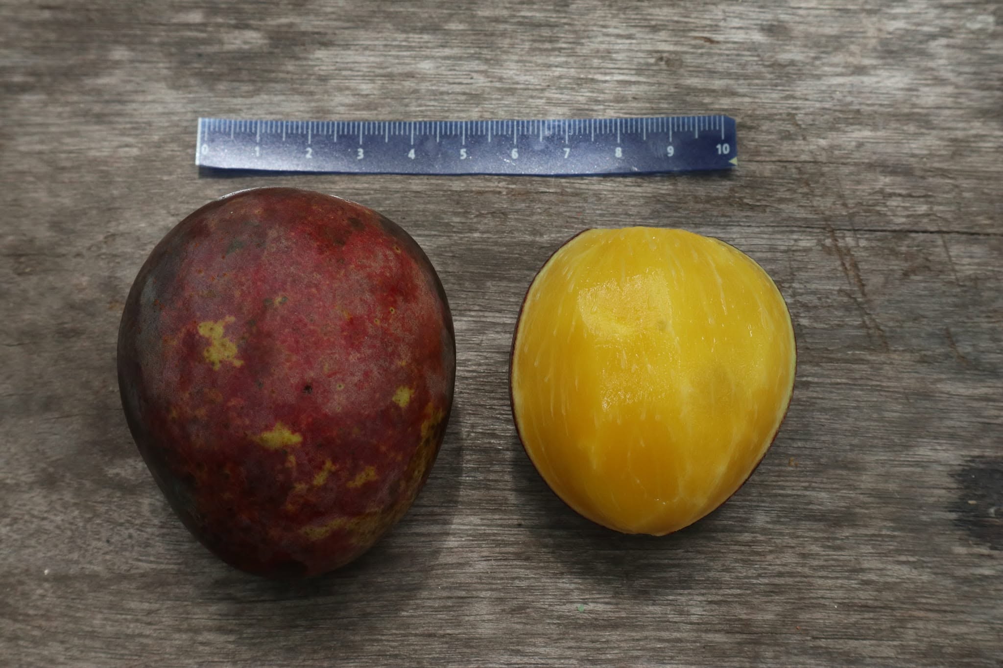 Mangifera quadrifida - 1 fresh seed / 1 frischer Samen