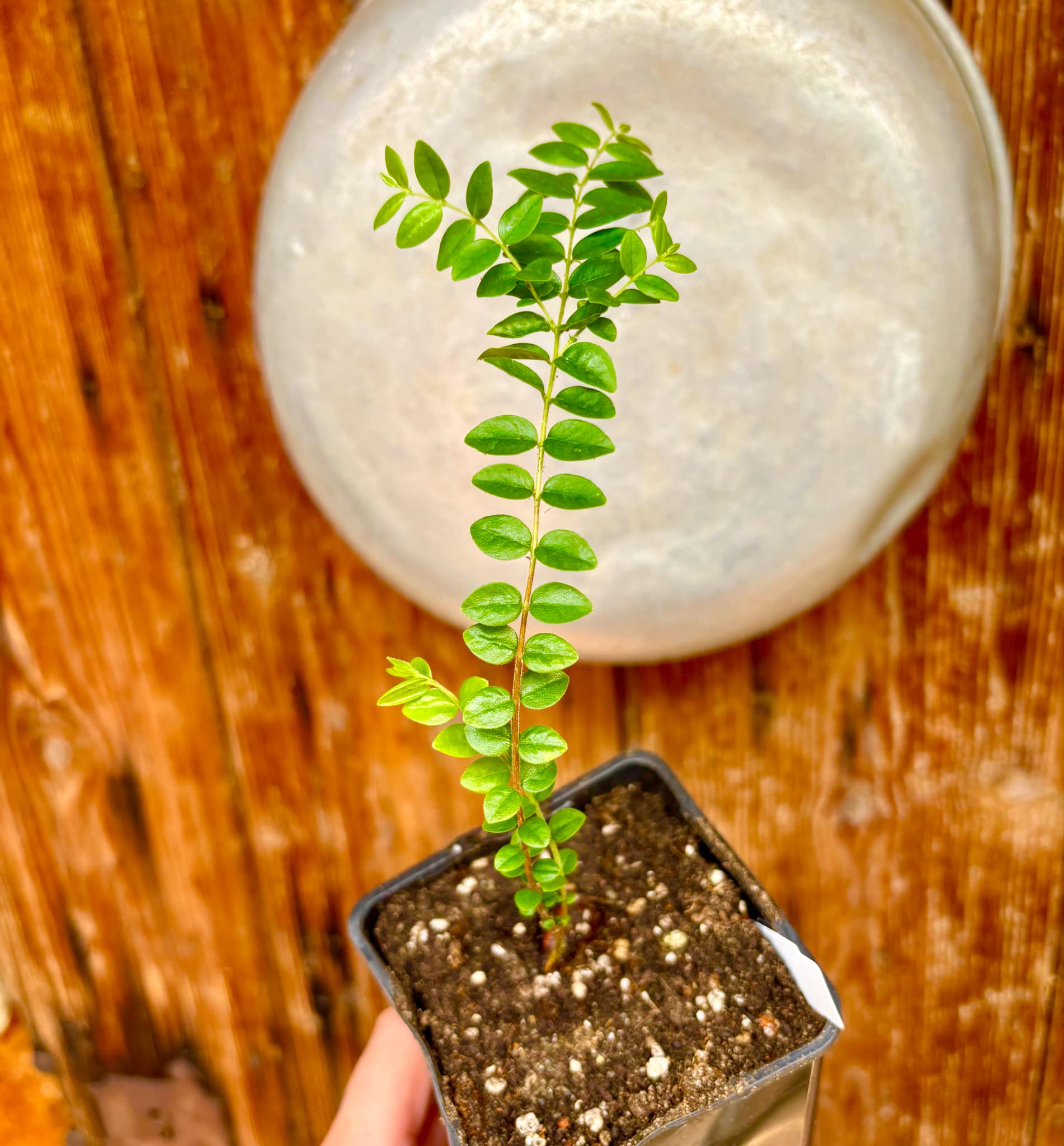 Myrciaria sp Pastora Nr. 1 - 1 potted seedling / 1 getopfter Sämling