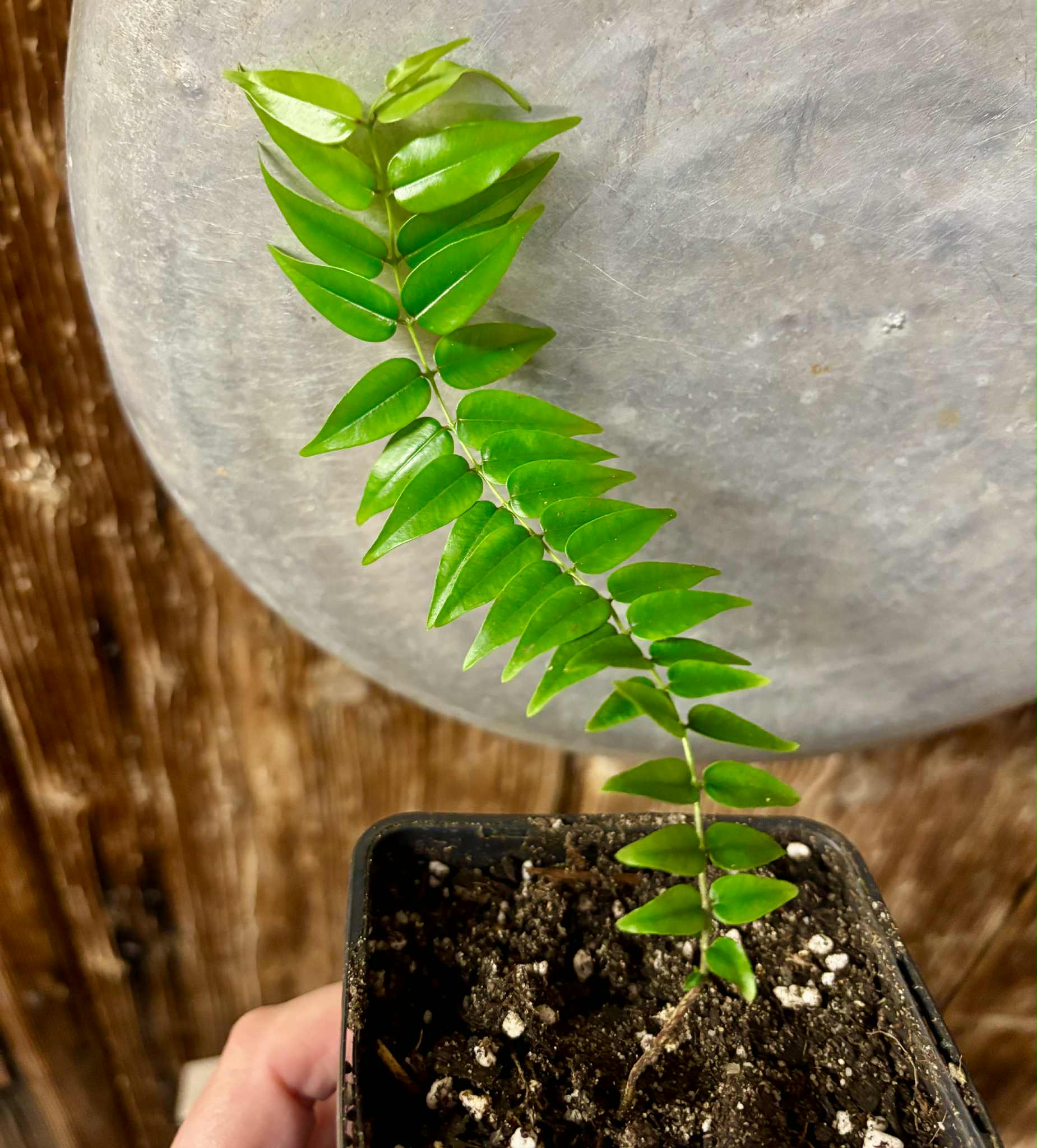 Myrciaria sp Maruim - 1 potted seedling / 1 getopfter Sämling