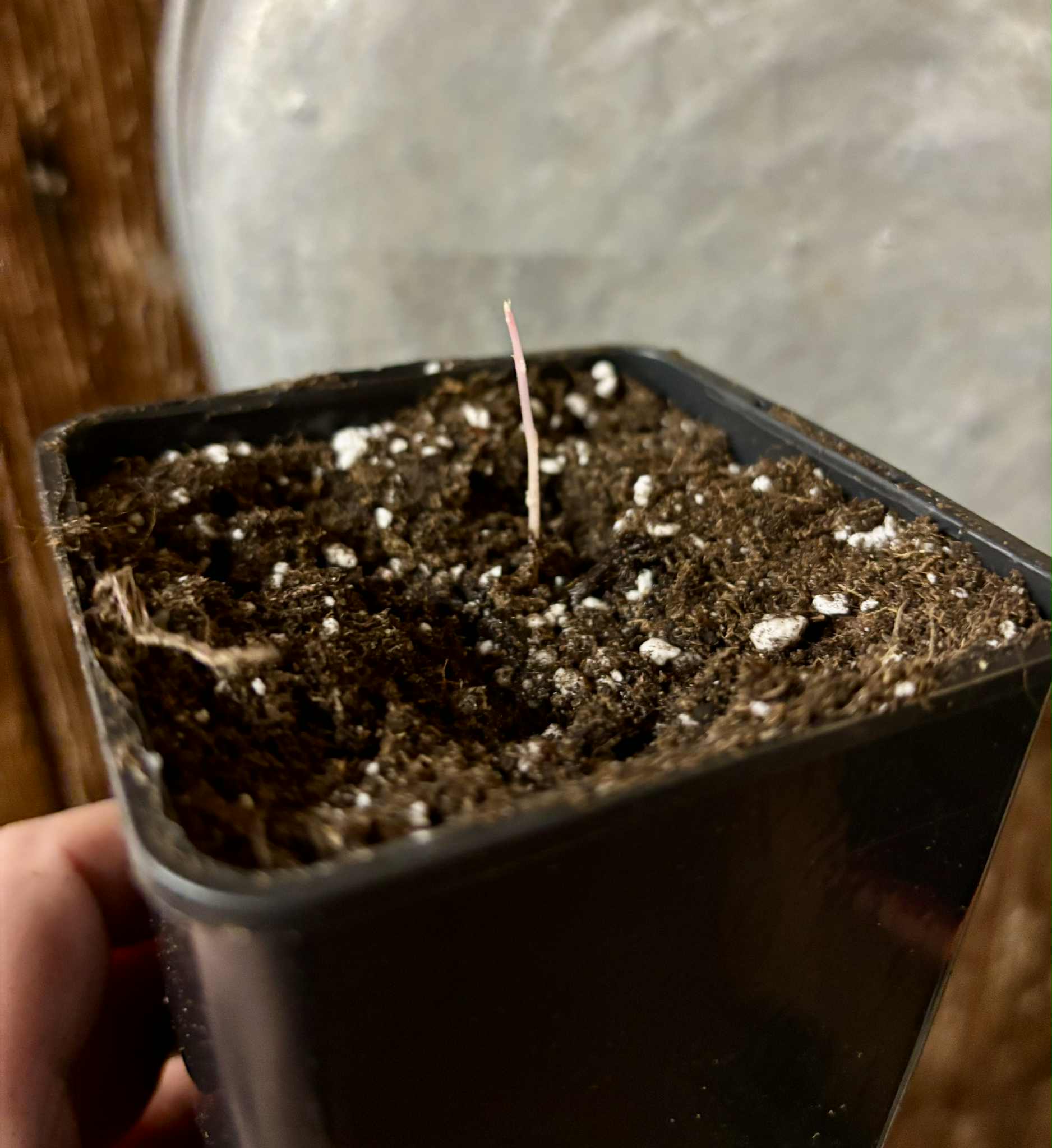 Mirinda (Eugenia sp Laranja do Rio de Janeiro) - 1 potted seedling / 1 getopfter Sämling