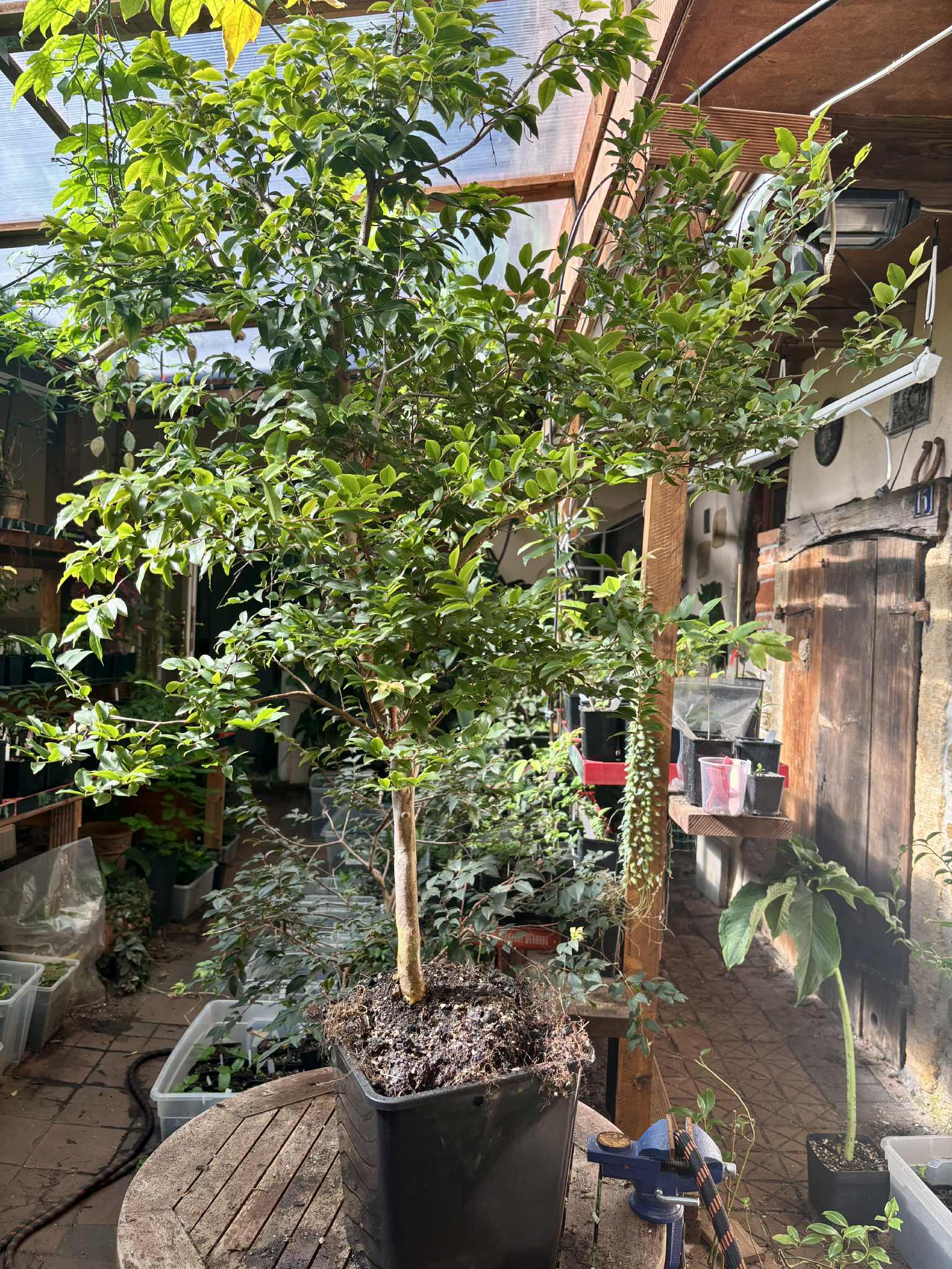 10 years old with flowers - Red Jaboticaba (Plinia cauliflora x P. aureana) - 1 potted plant / 1 getopfte Pflanze