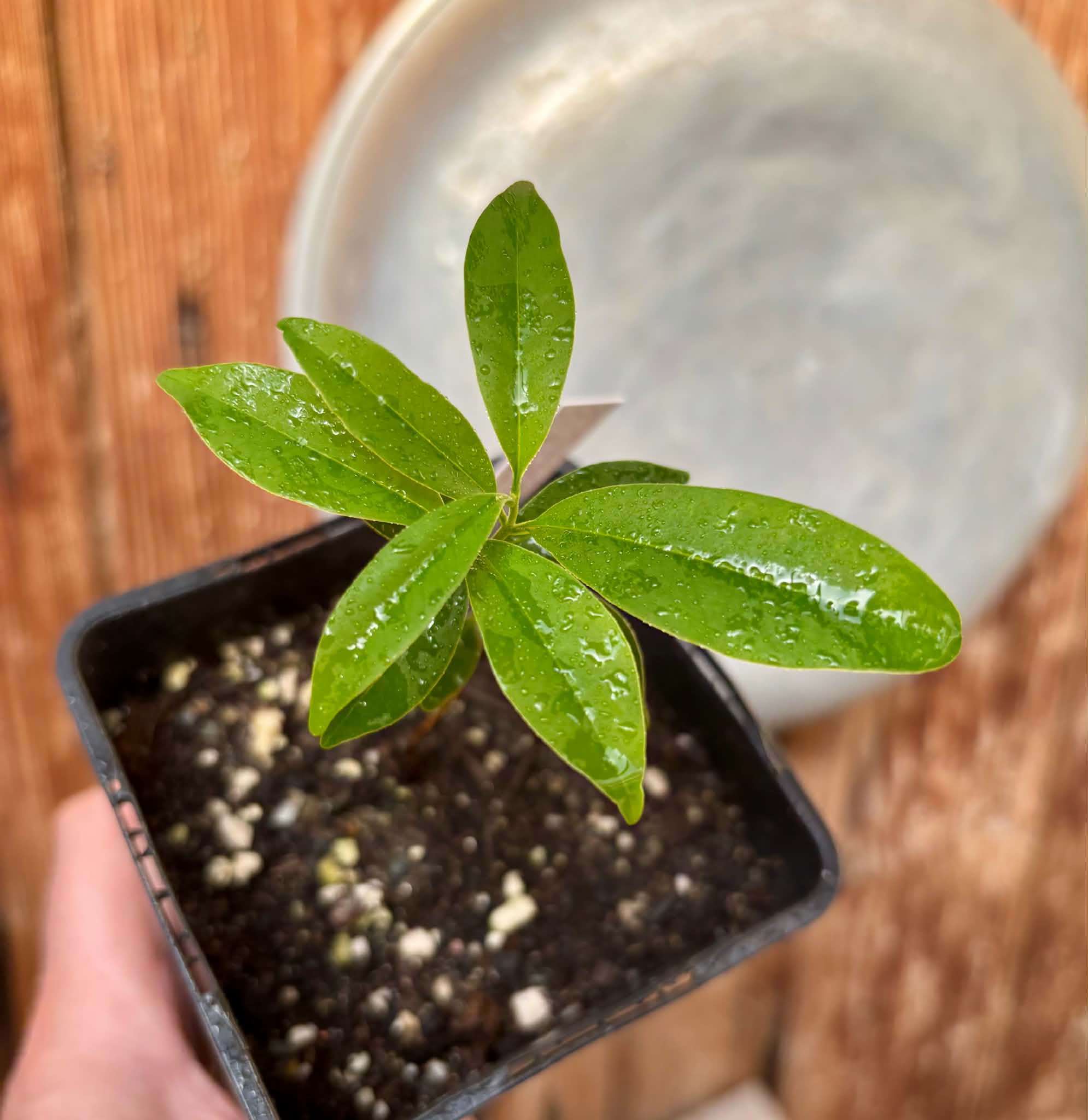 Eugenia sp. Pitanga Itobira -  1 potted seedling / 1 getopfter Sämling