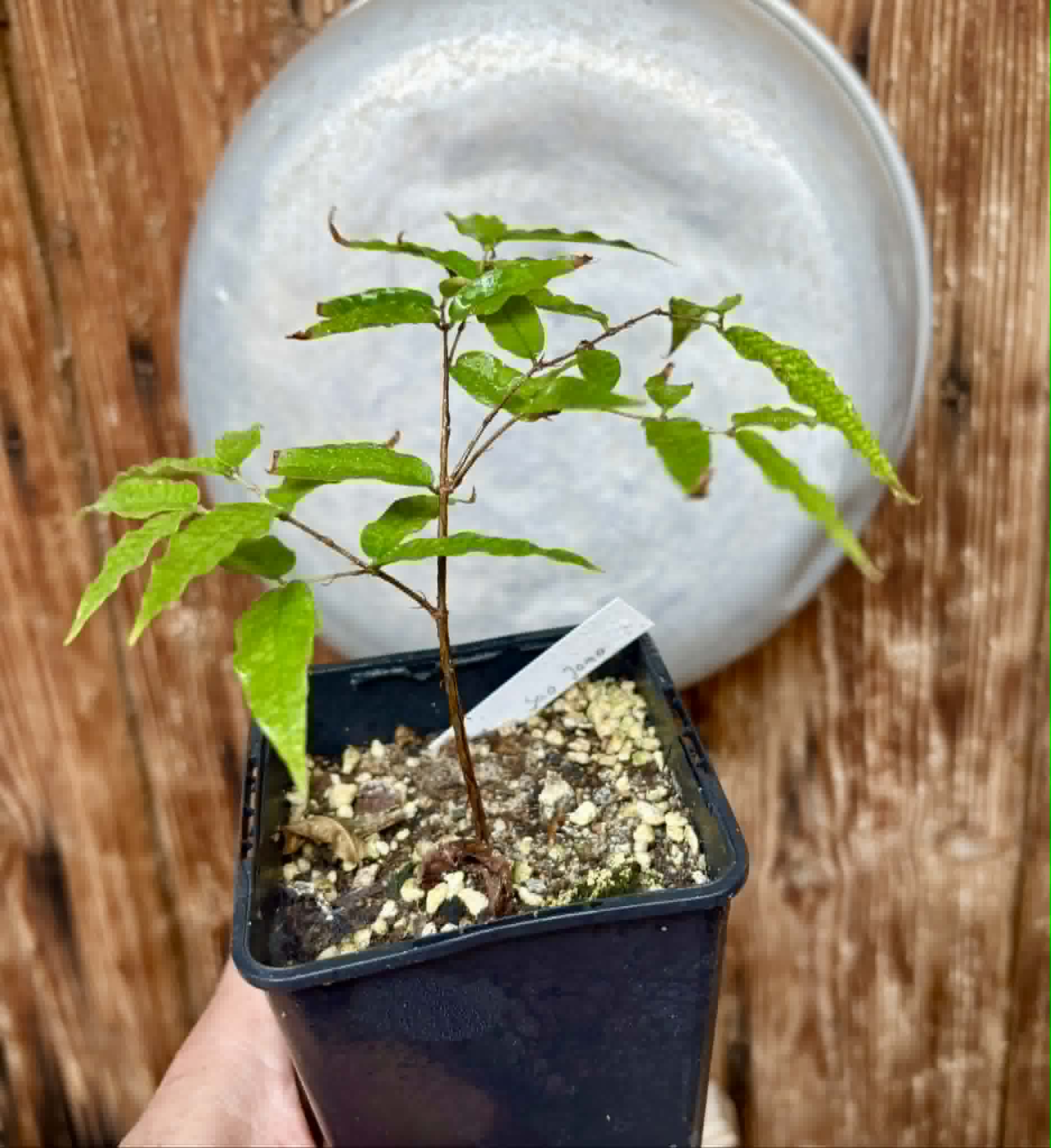 Plinia sp Cabo longo Sao Joao -  1 potted seedling / 1  getopfter Sämling