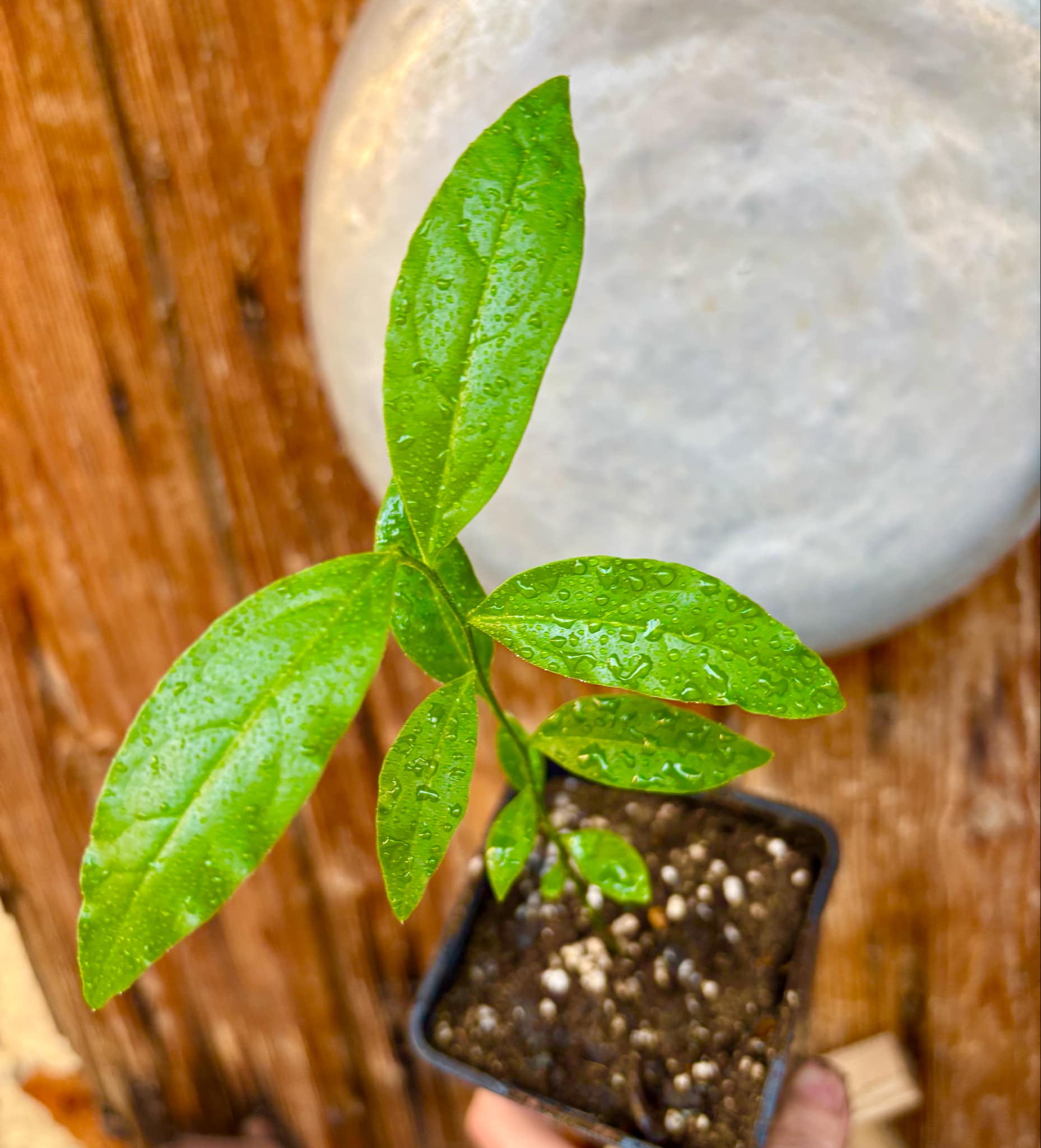 Ximenia americana - Ameixa da Caatinga - 1 potted seedling / 1 getopfter Sämling