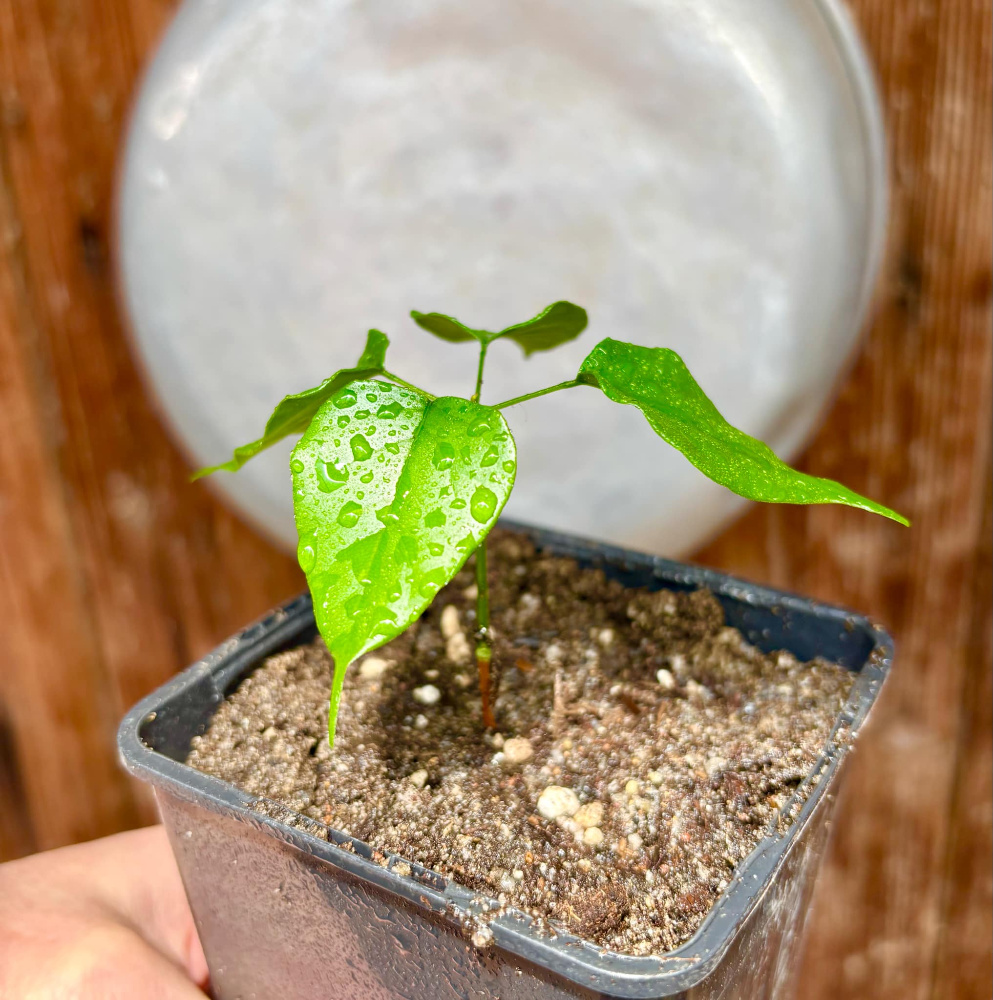 Velvet Tamarind (Dialium cochichinense) - 1 small potted seedling / 1 kleiner, getopfter Sämling