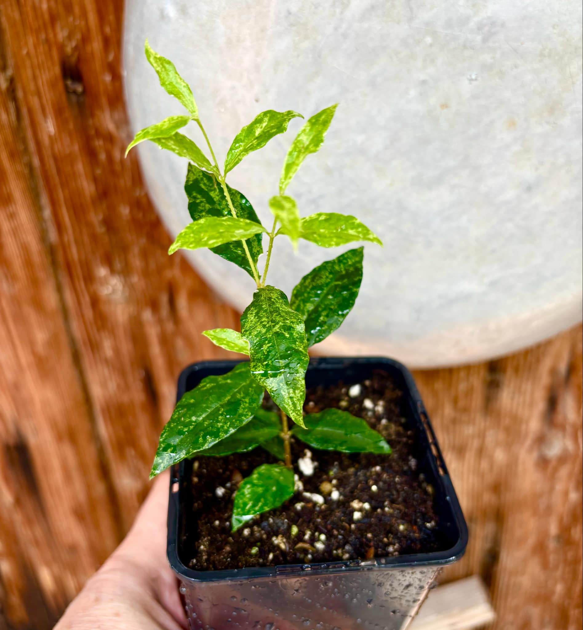 variegated Acerola (Malpighia glabra) rooted cutting - 1 potted rooted cutting / 1 getopfter, bewurzelter Steckling