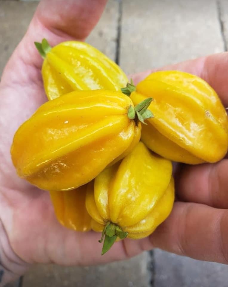 Eugenia selloi - Rare exotic plant - Seltene exotische Pflanze