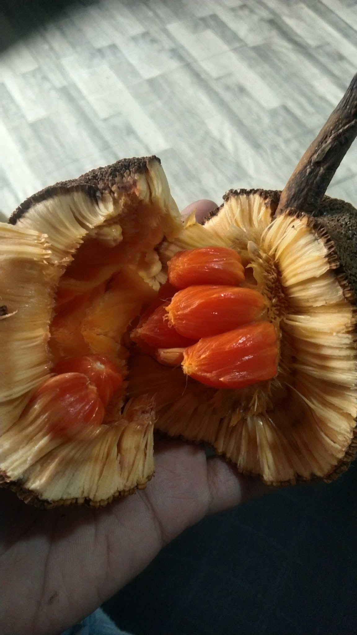 Pre Order - Keledang (Artocarpus lanceifolius) - 1 fresh seed / 1 frischer Samen