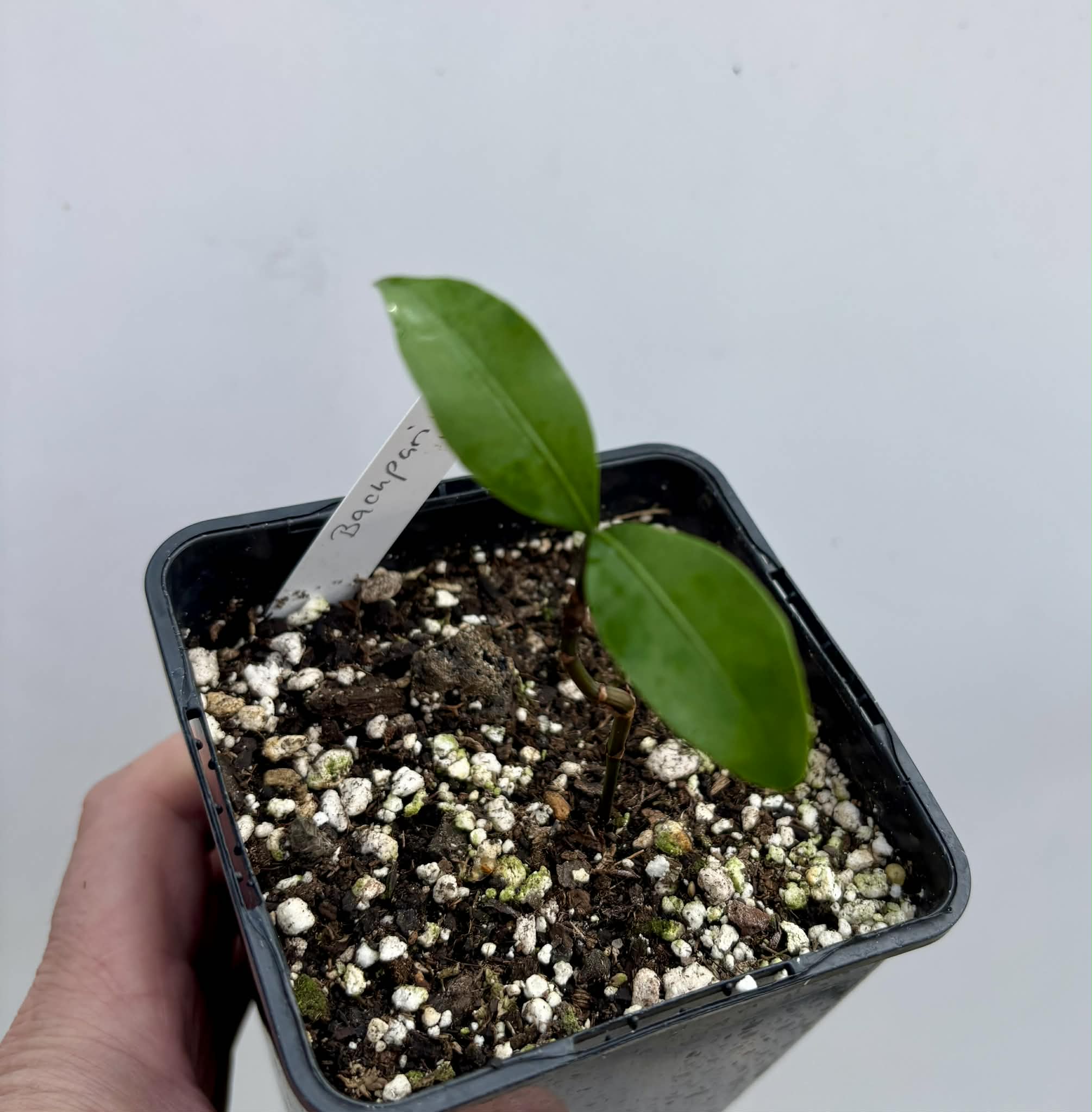 Bacupari  (Garcinia brasiliensis) -  1 potted seedling / 1 getopfter Sämling
