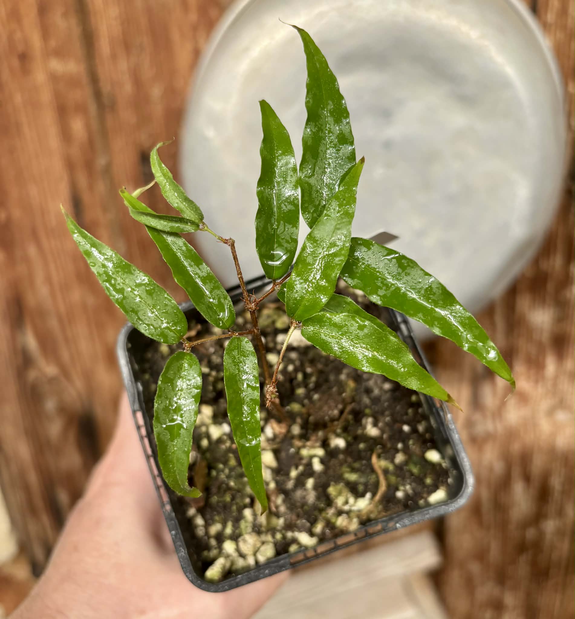 Plinia sp Rajada Cabo longo verde Tupinamba - Jaboticaba -  1 potted seedling / 1 getopfter Sämling
