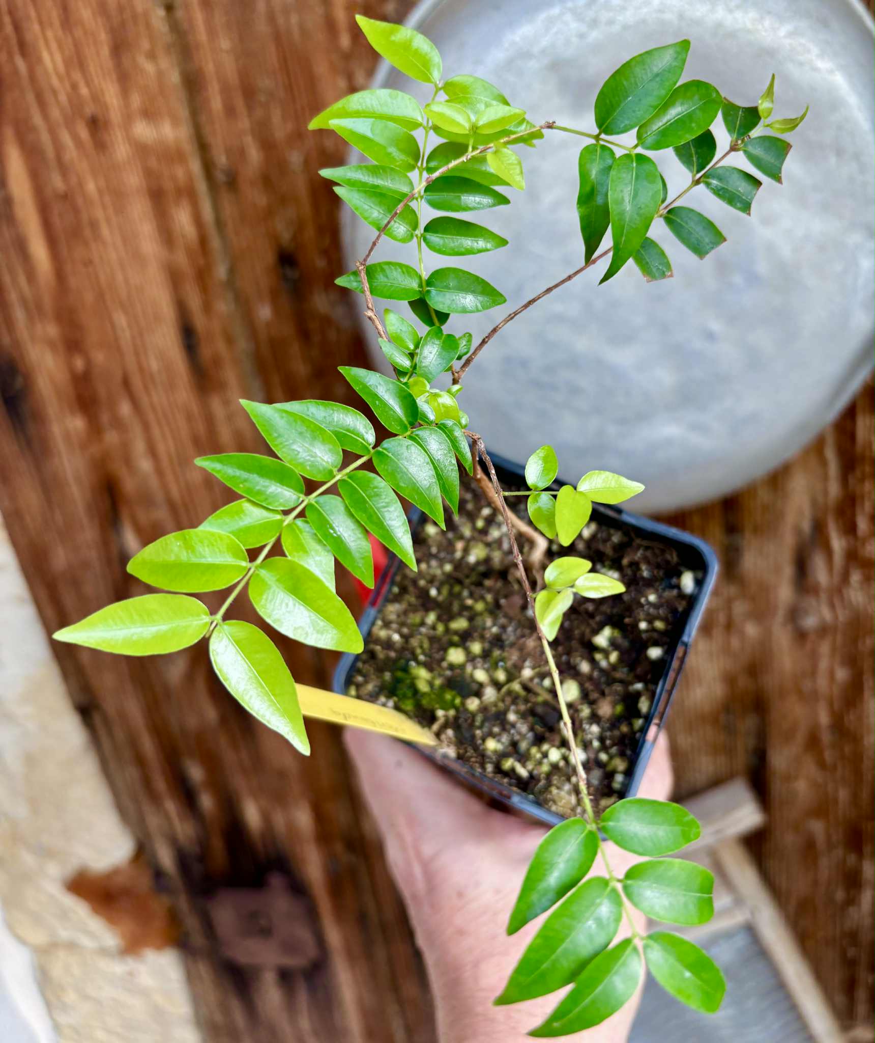 our last plant - Myrciaria floribunda var. yellow - 1 potted plant / 1 getopfte Pflanze