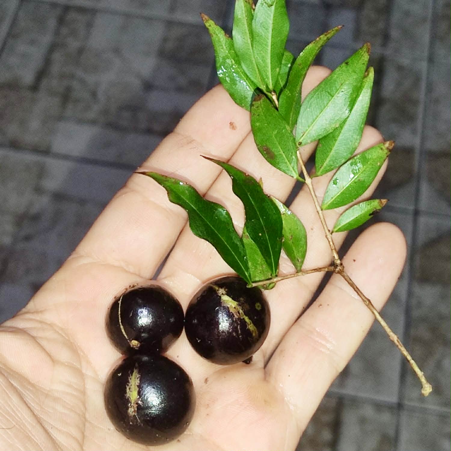 Pre Order - Plinia sp. Listrada var. Urucuca -  1 fresh seed / 1 frischer Samen