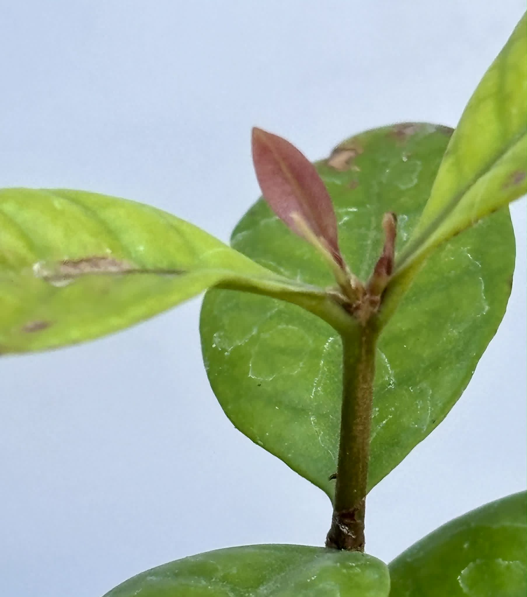 Eugenia rotundifolia var. Camamu - 1 potted seedling / 1 getopfter Sämling