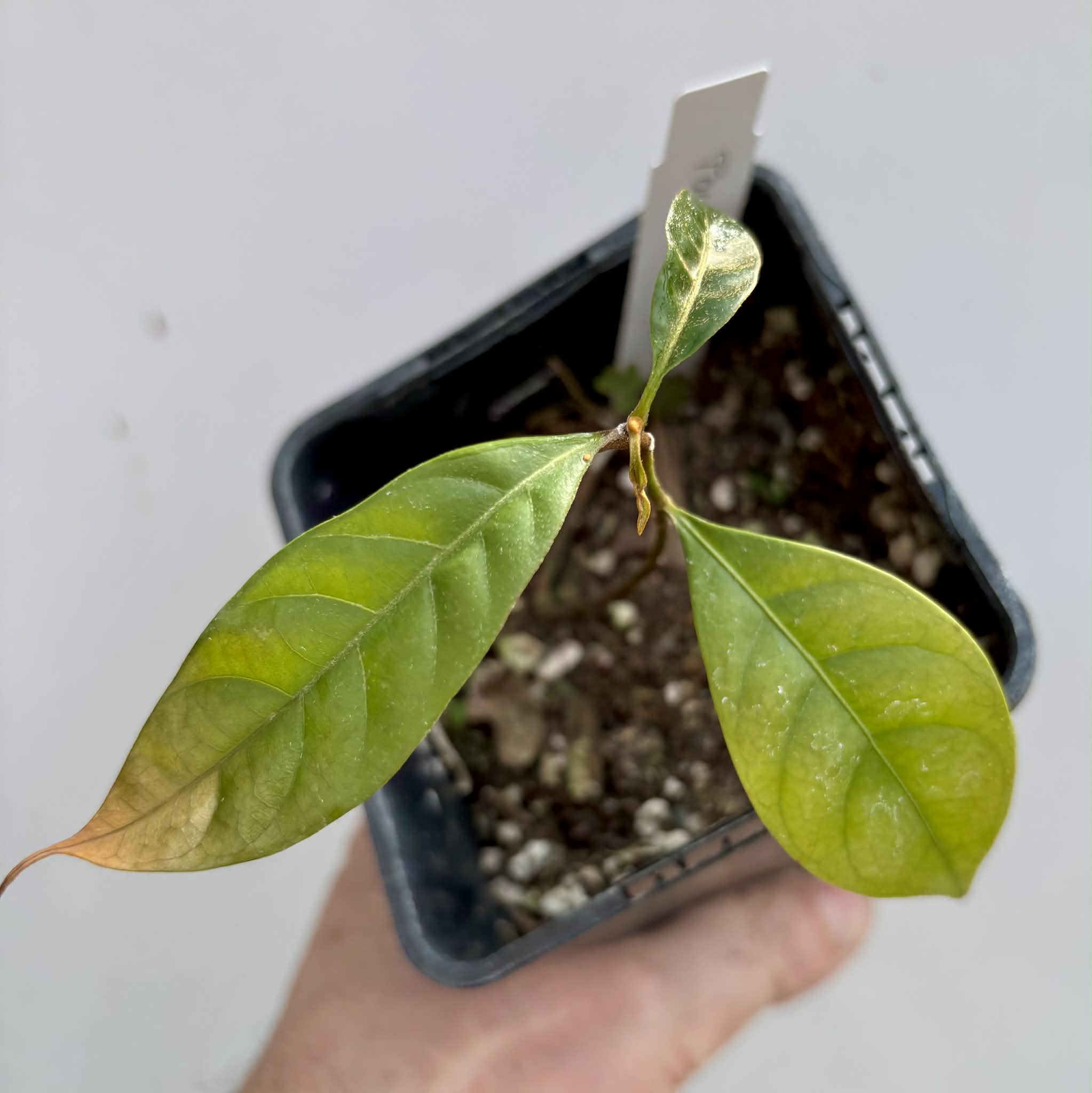 Pouteria bangii - 1 potted plant / 1 getopfte Pflanze