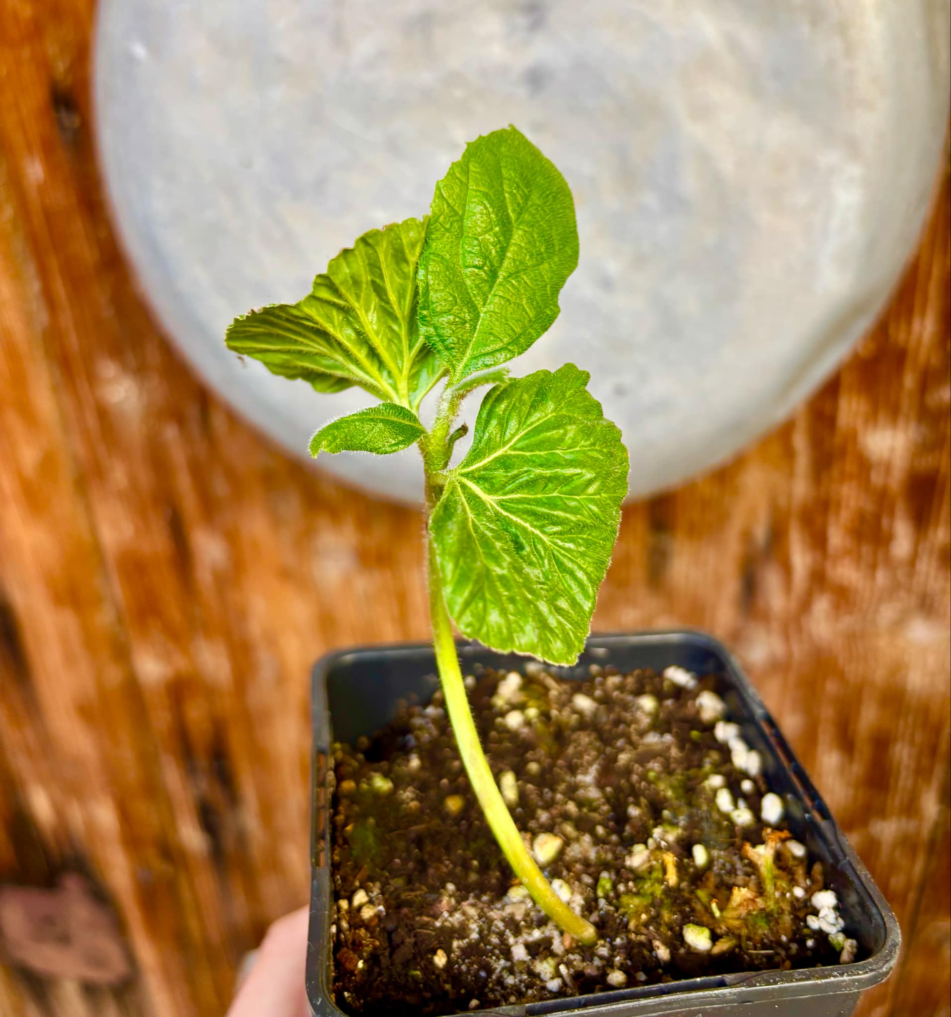 Zirikote (Cordia dodecandra) - 1 small potted seedling / 1 kleiner, getopfter Sämling