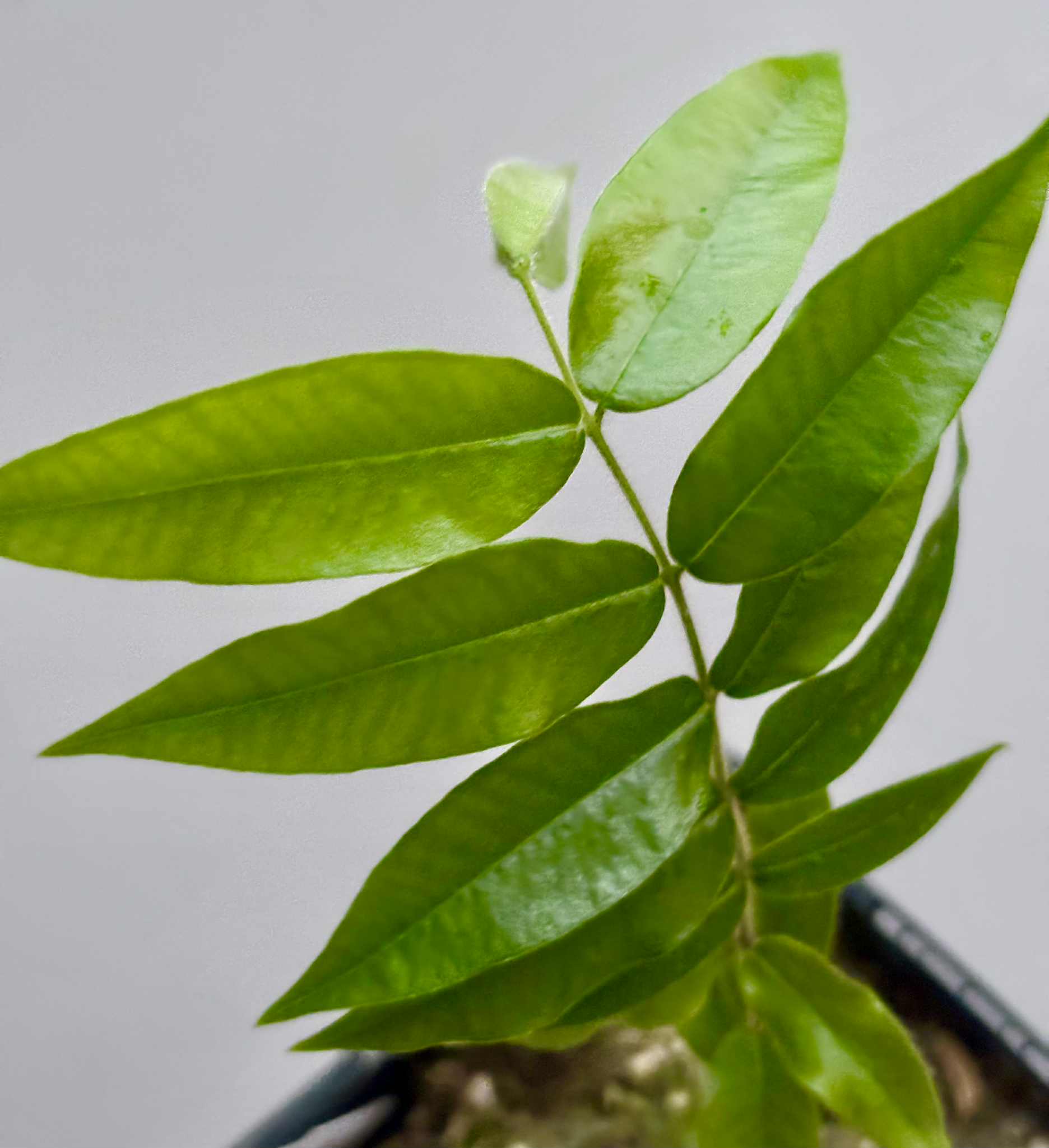 Beach Cambuca (Myrciaria strigipes) - 1 potted seedling / 1 getopfter Sämling