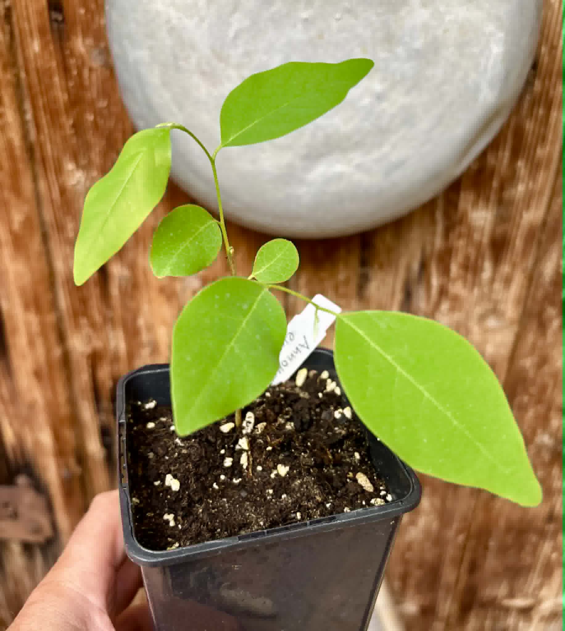 Annona emarginata - 1 potted plant / 1 getopfte Pflanze 