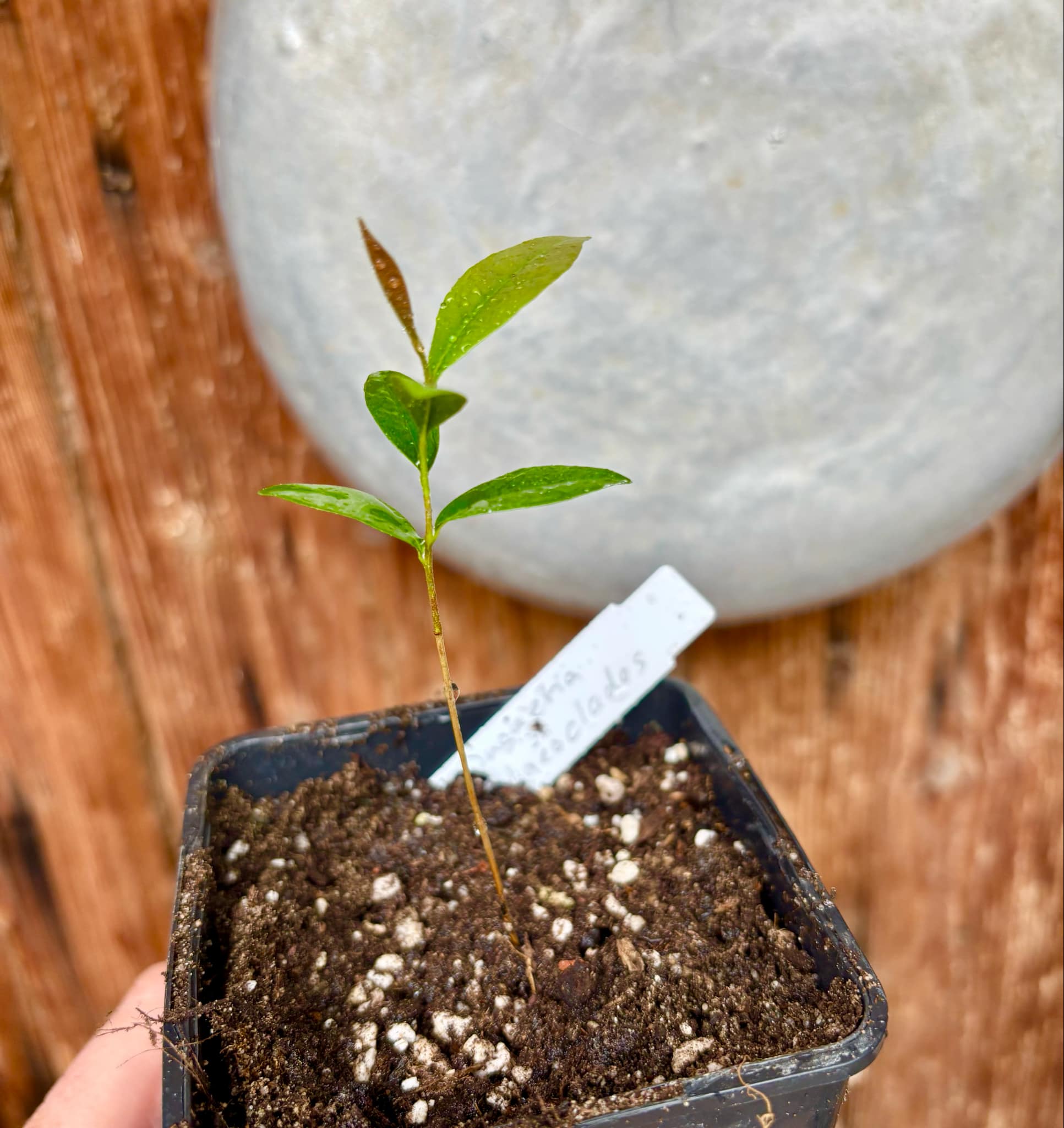 Duguetia phaeoclados - 1 small potted seedling / 1 kleiner, getopfter Sämling