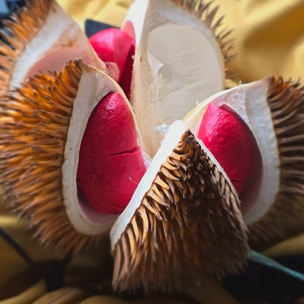 Pre Order - Red Flesh Durian (Durio graveolens) - 1 fresh seed / 1 frischer Samen