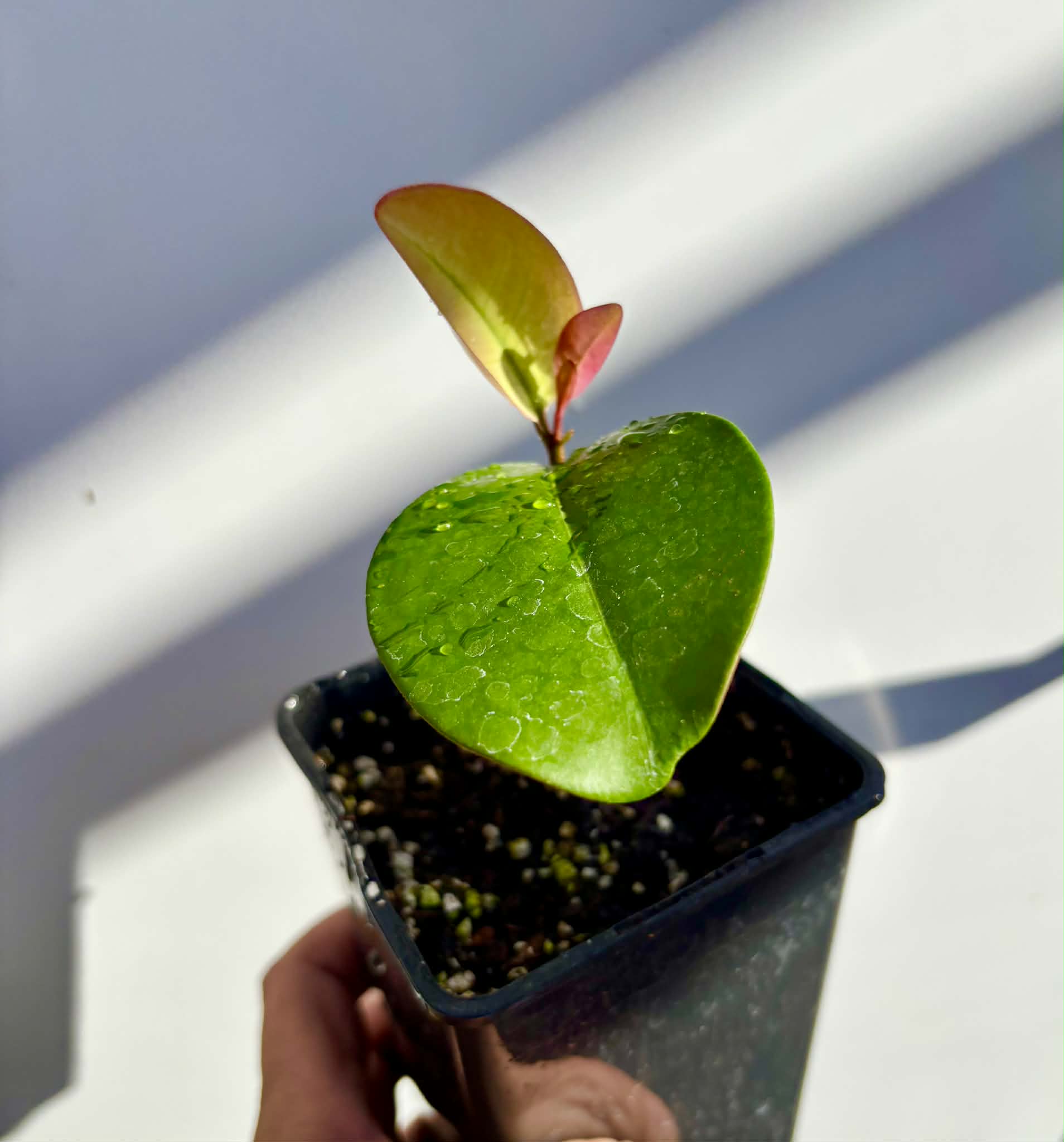 Eugenia sp Essencia negra - 1 potted seedling / 1 getopfter Sämling