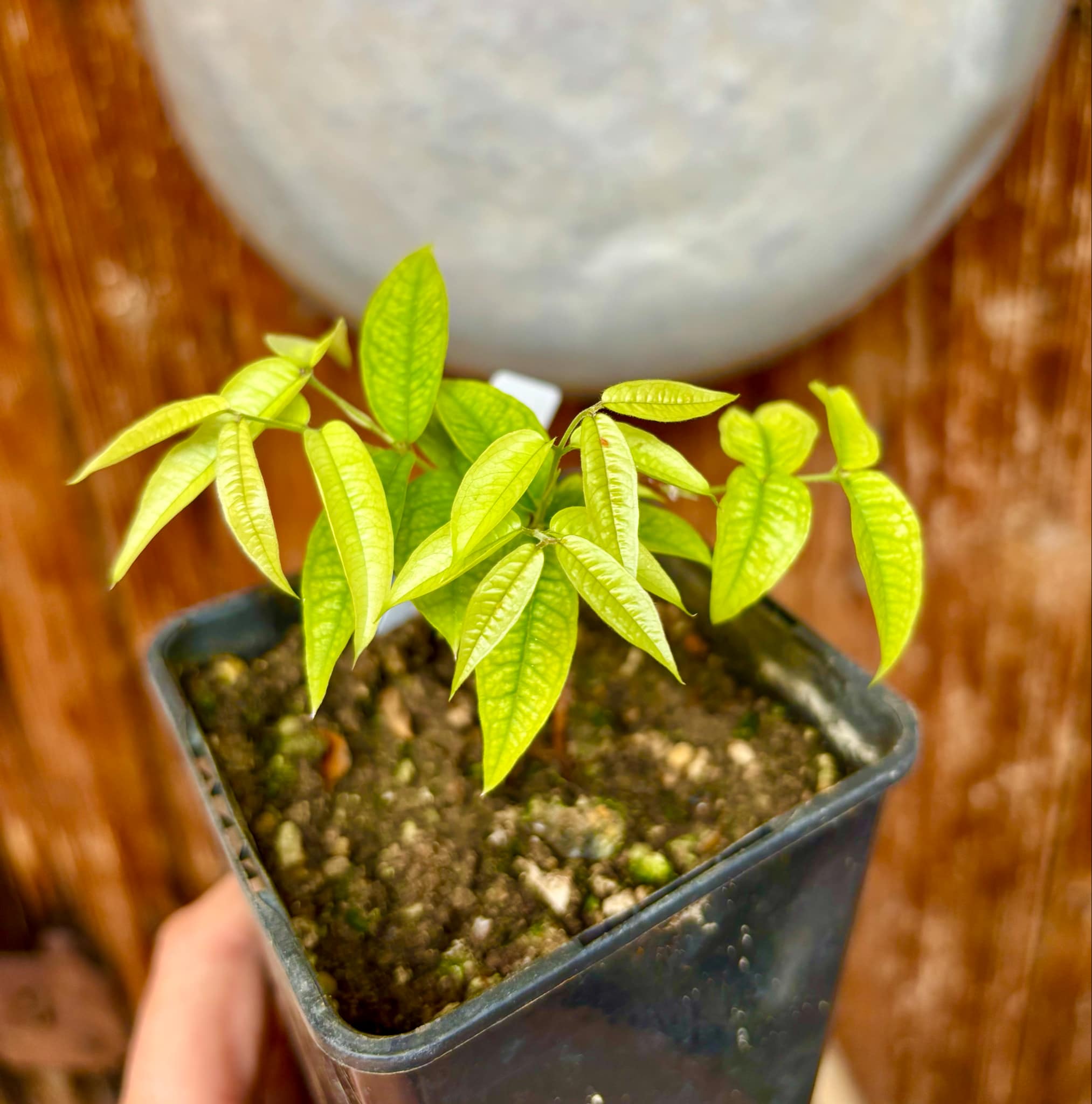 Plinia aureana var. Branca Gigante Otto Anderson - 1 potted plant / 1 getopfte Pflanze