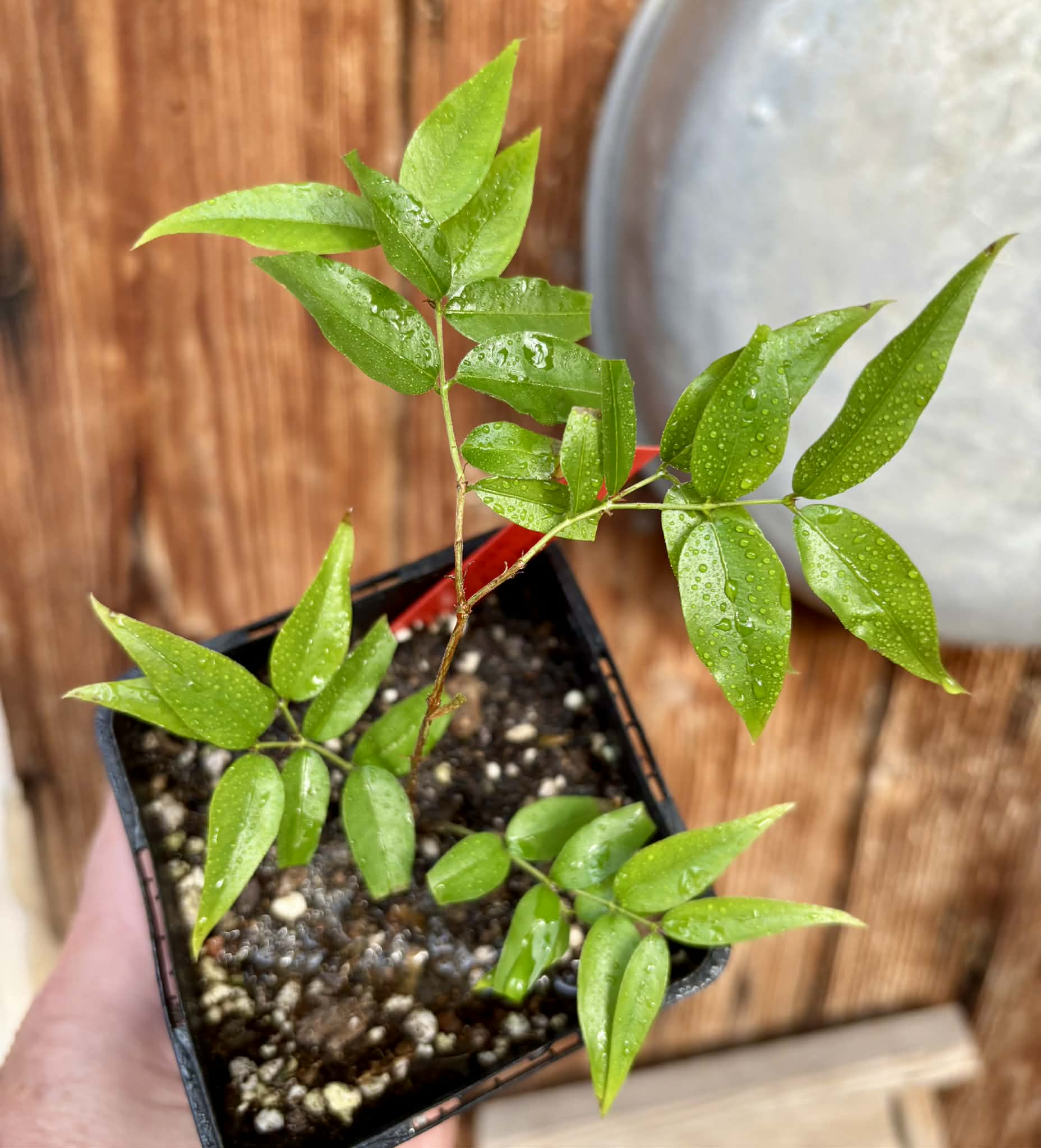 Plinia sp. Listrada - 1 potted seedling / 1 getopfter Sämling