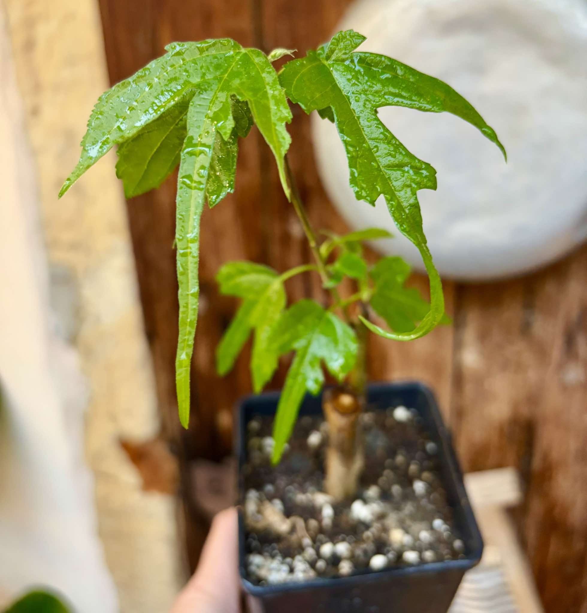 Mulberry Chicken Claw (Morus trilobata)  - 1 grafted, potted plant / 1 veredelte, getopfte Pflanze