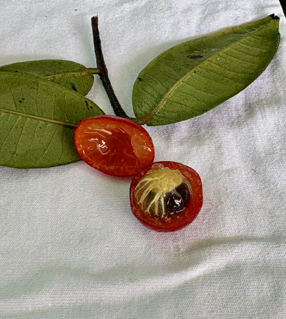 Myrciaria sp Ibirapitanga -  1 germinated seed / 1 gekeimter Samen
