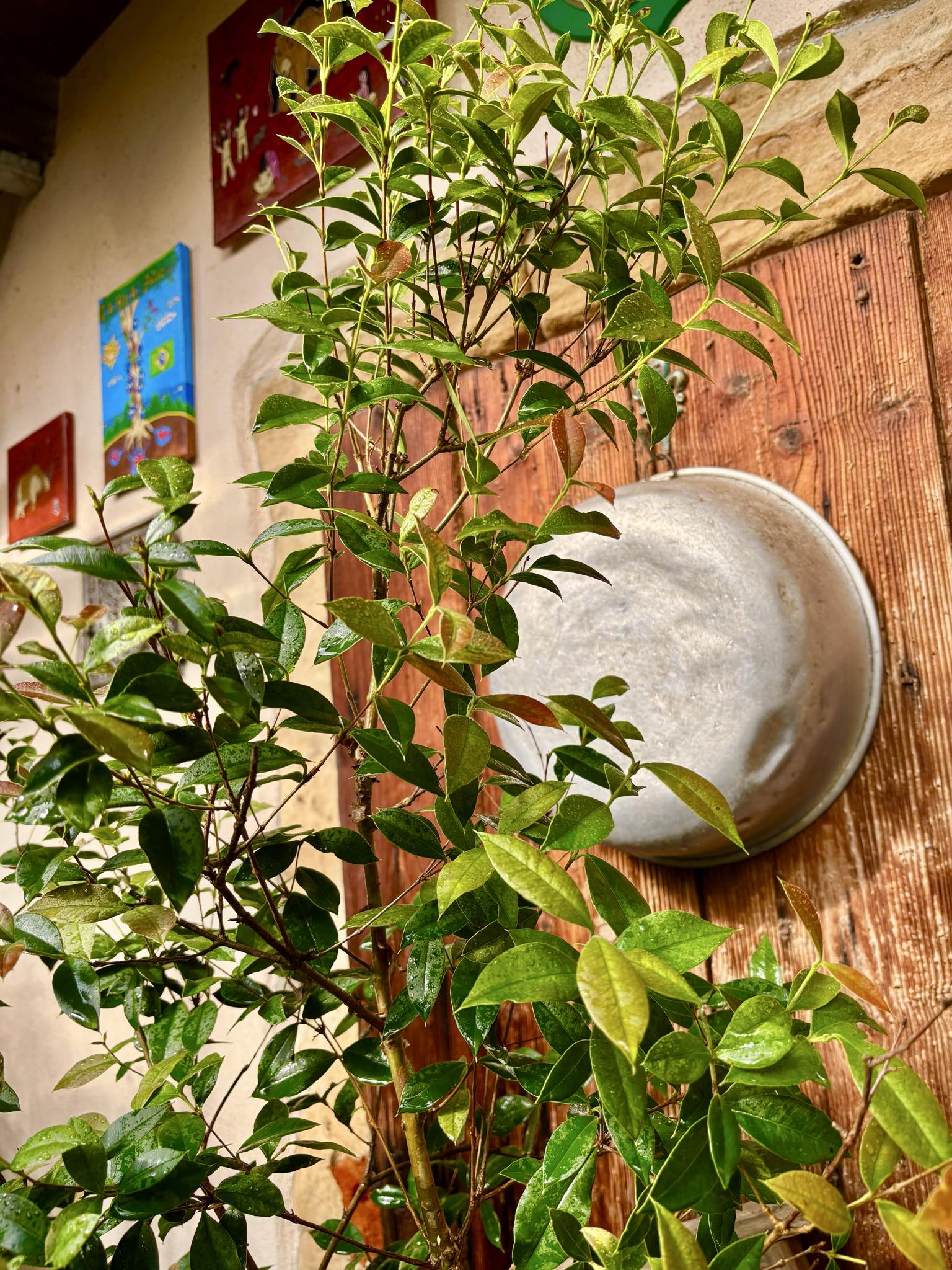 9 years old - Guabiju (Myrcianthes pungens) - 1 potted plant / 1 getopfte Pflanze