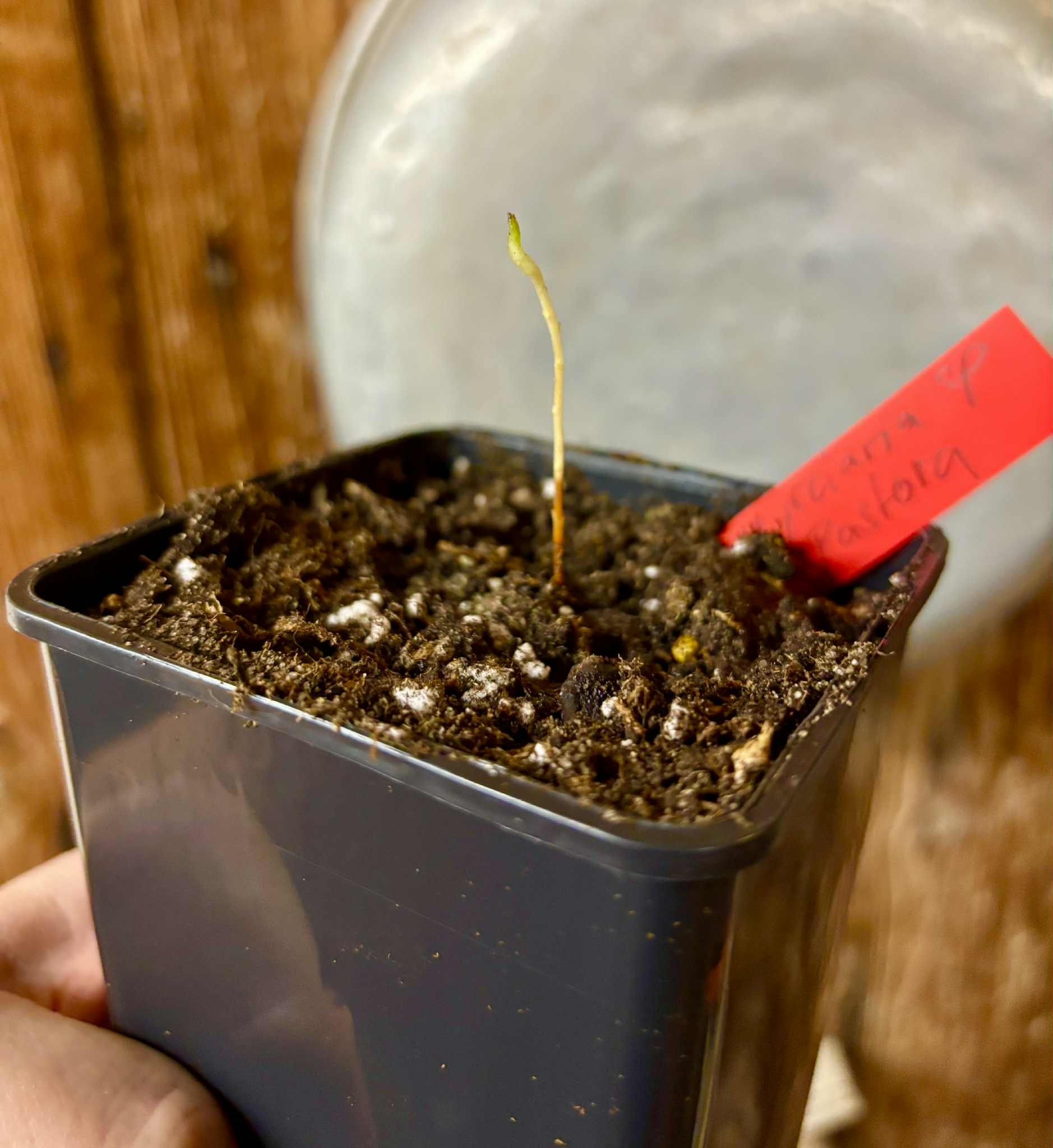 Myrciaria sp Pastora - 1 potted seedling / 1 getopfter Sämling