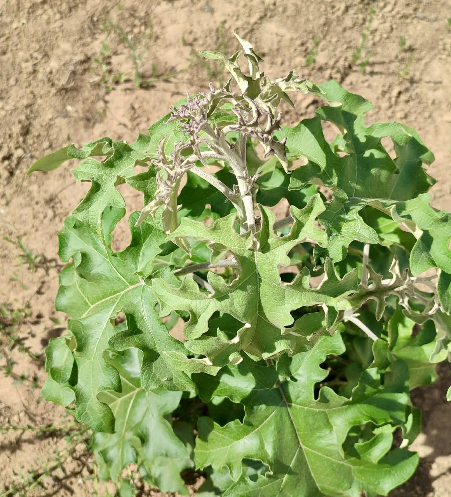 Jurubeba - Solanum paniculatum - 1 fresh seed / 1 frischer Samen