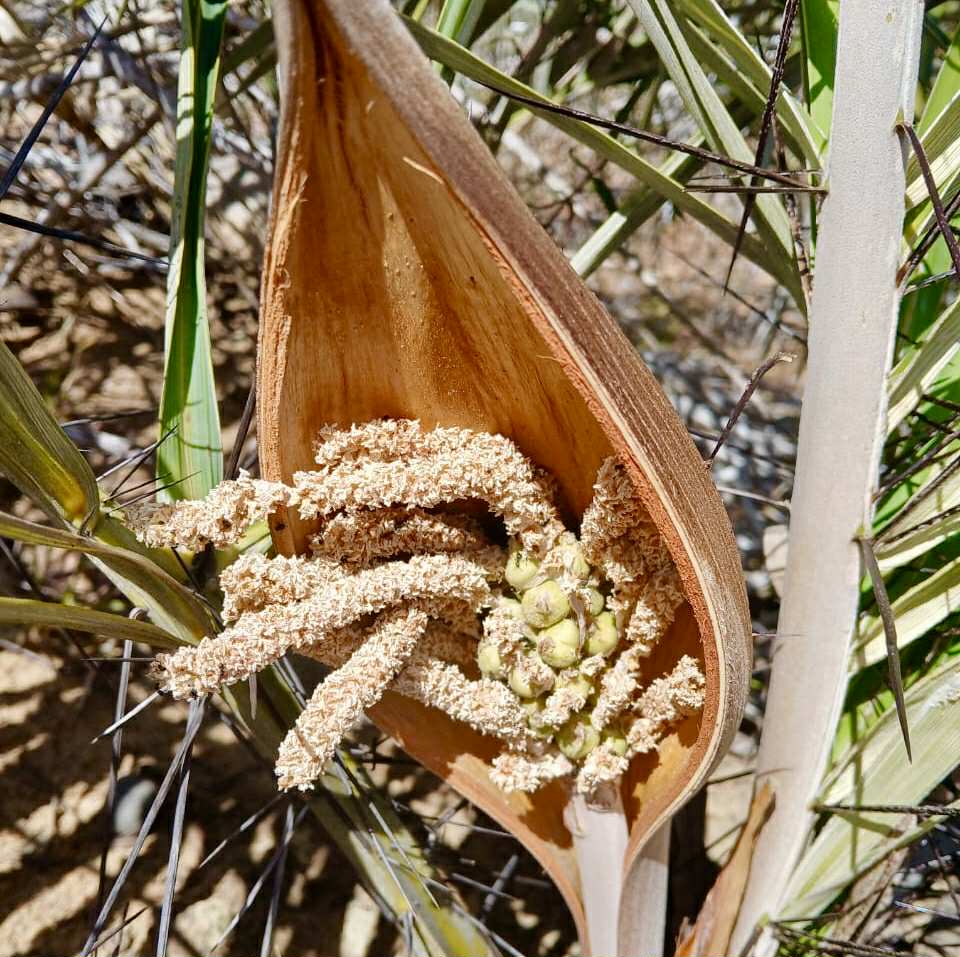 Astrocaryum campestre -  1 fresh seed / 1 frischer Samen