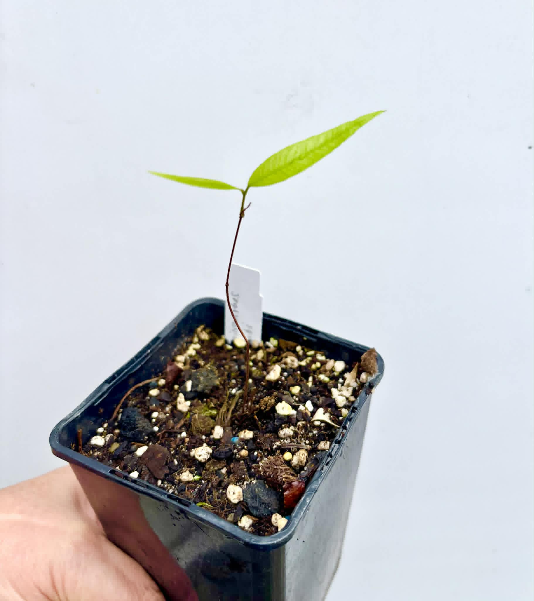 Neomitranthes sp Rubi - 1 potted seedling / 1 getopfter Sämling