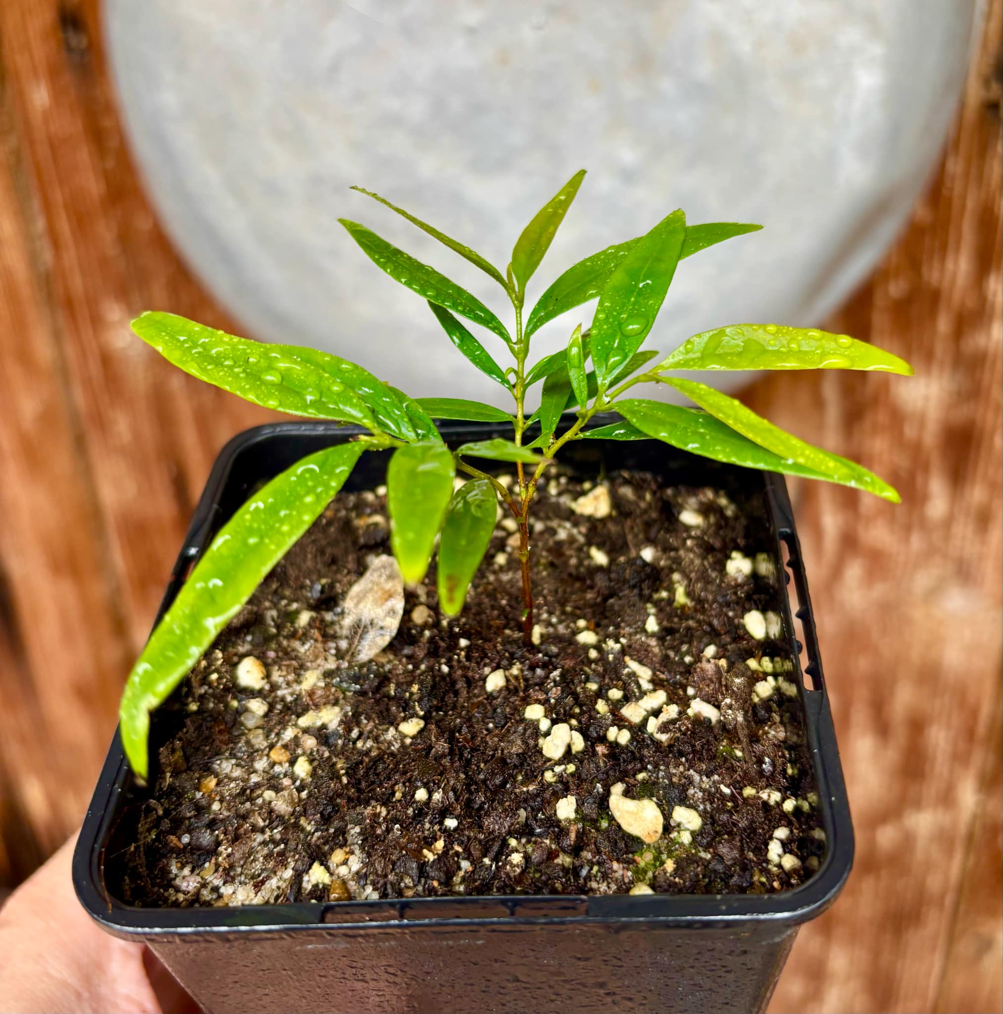Marliera sp Cheirosa -  1 potted plant / 1 getopfte Pflanze